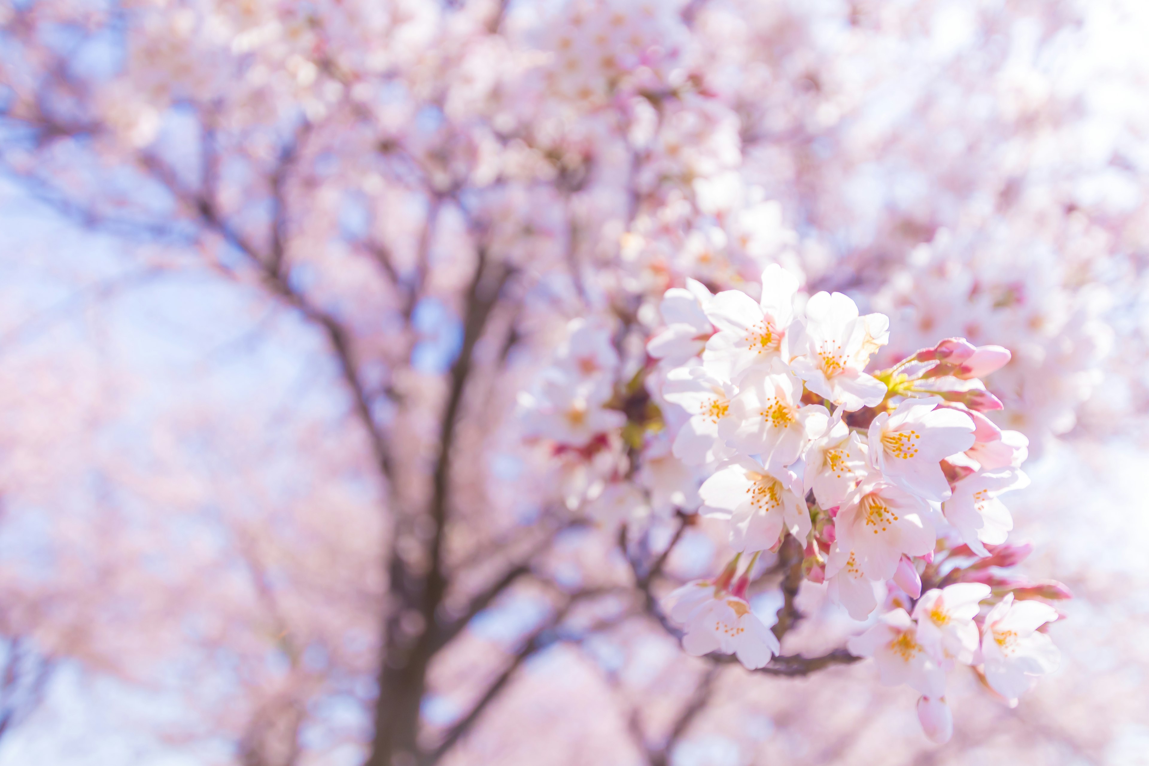 Kedekatan bunga sakura di pohon dengan nuansa merah muda lembut