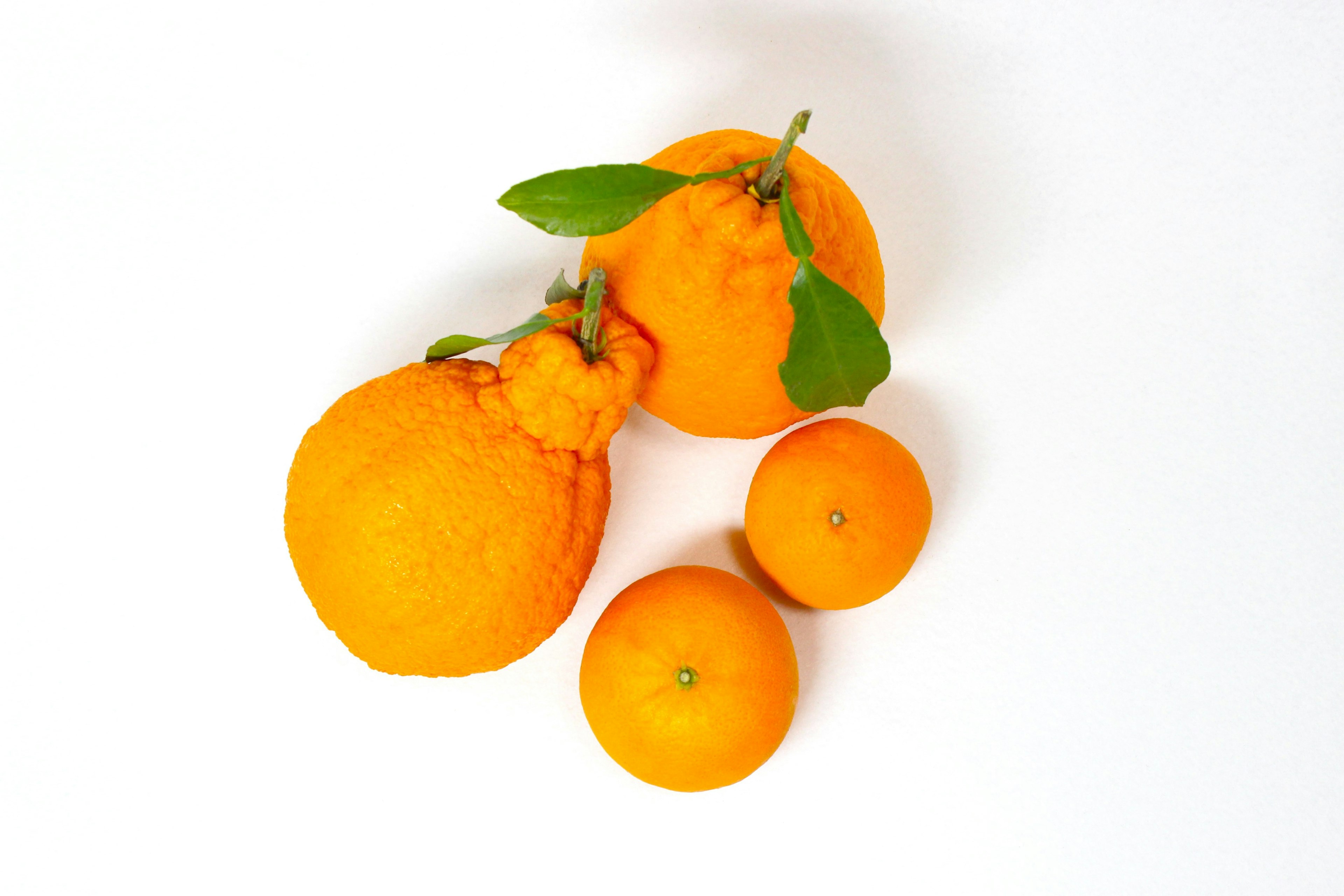 Four oranges with vibrant color and green leaves on a white background