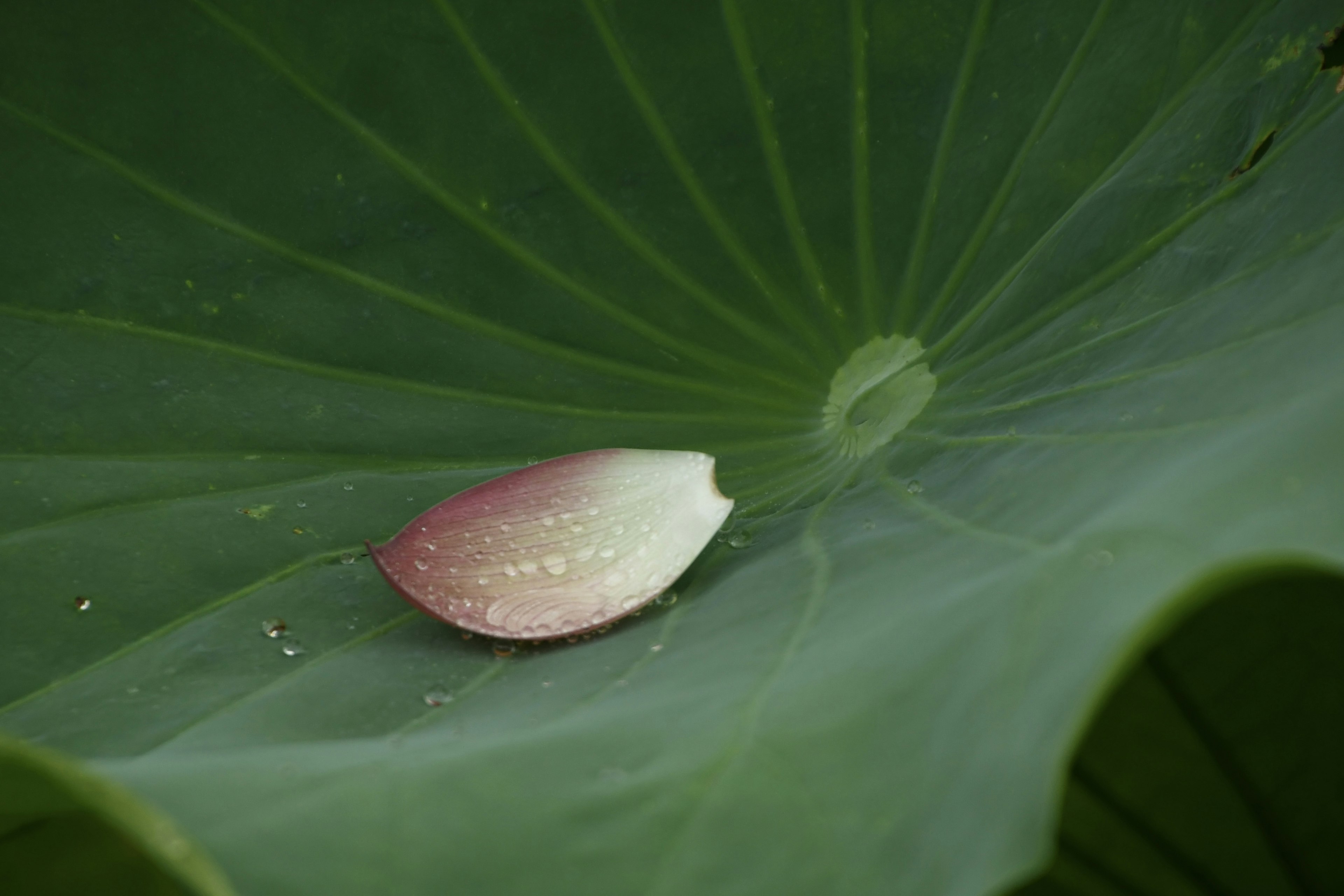 Ein zarter pinker Lotusblütenblatt auf einem großen grünen Blatt