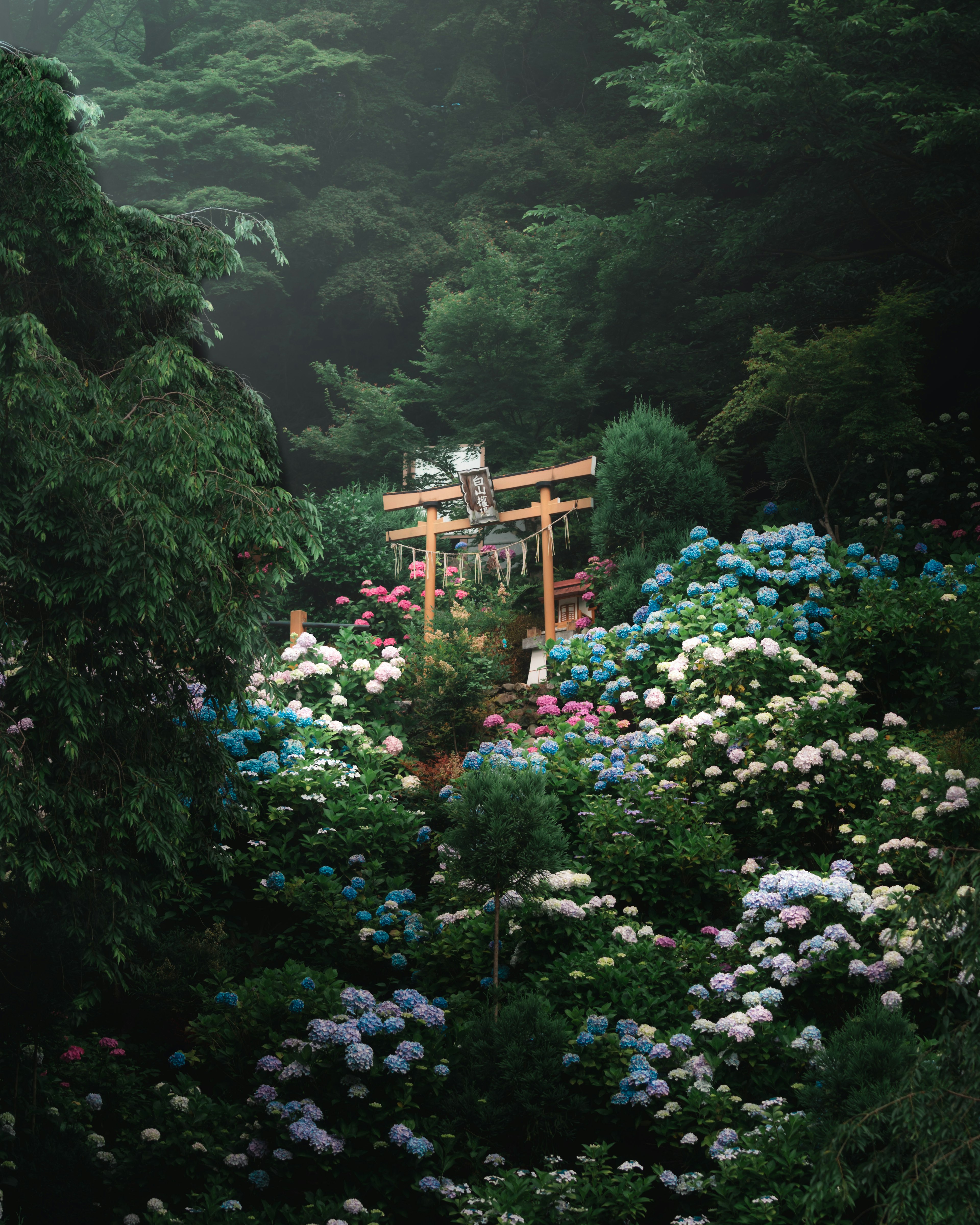 Un paesaggio bellissimo con ortensie vivaci e un torii circondato da vegetazione