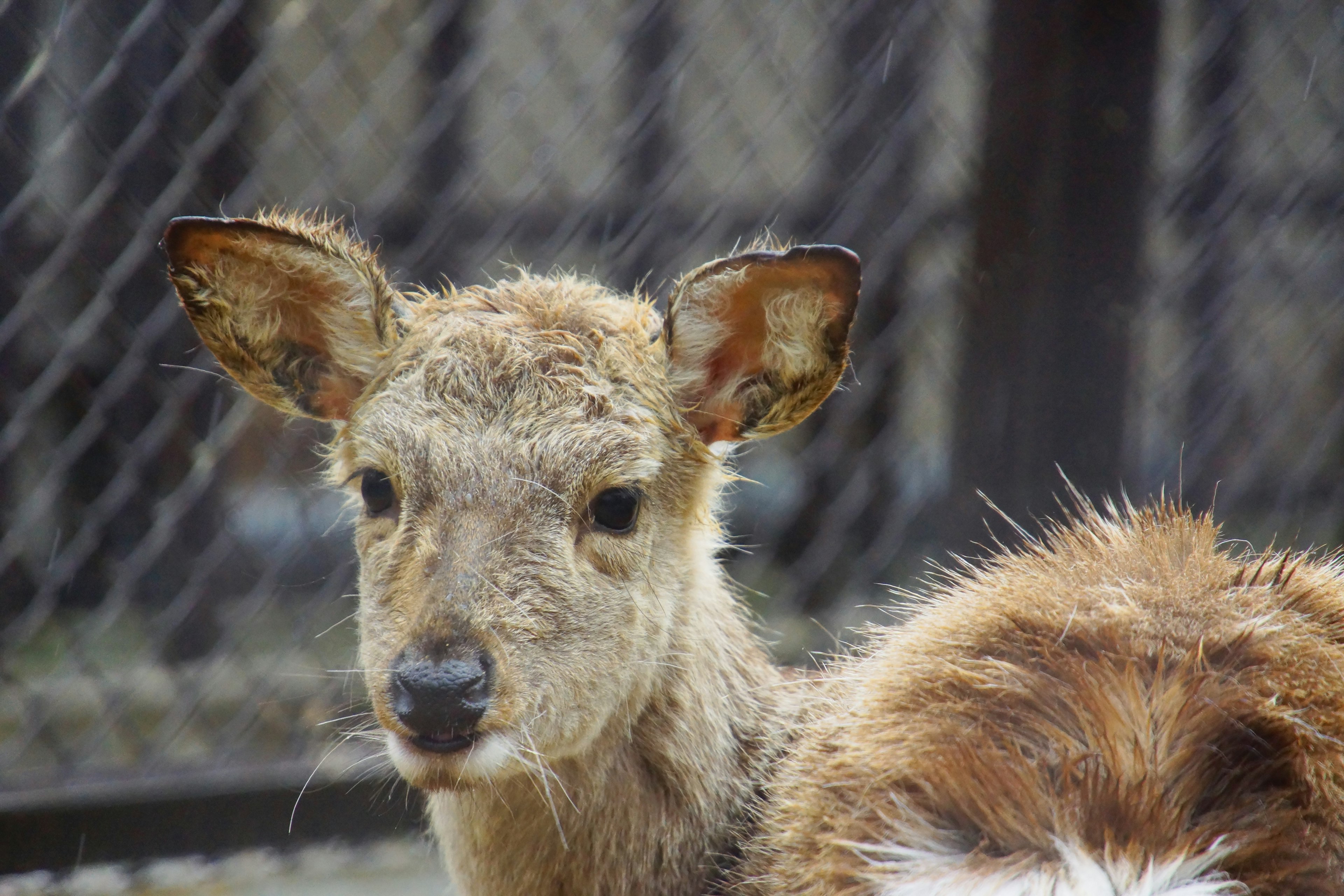 Gros plan sur un jeune cerf avec un pelage duveteux et de grandes oreilles sur fond de clôture