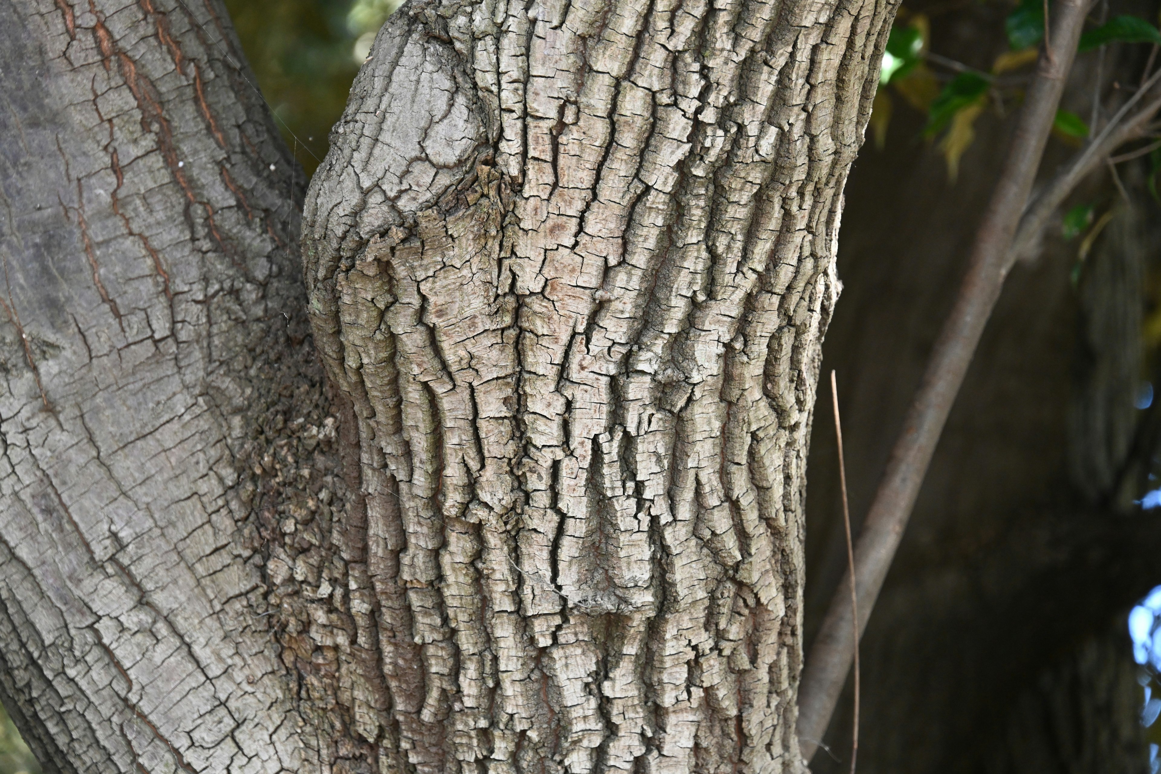 Primo piano della corteccia di un albero che mostra texture e motivi dettagliati