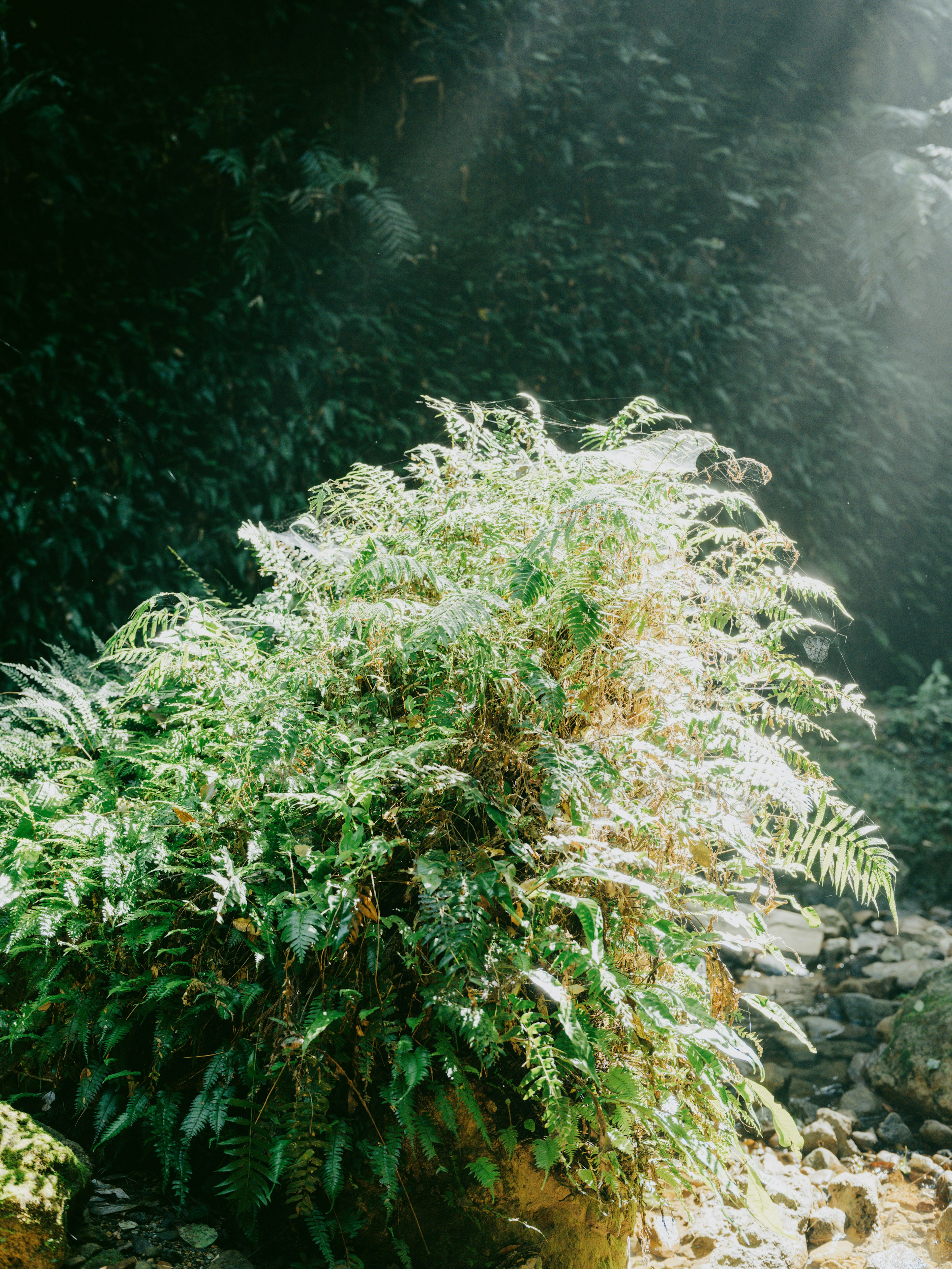 Lush fern plants illuminated by sunlight