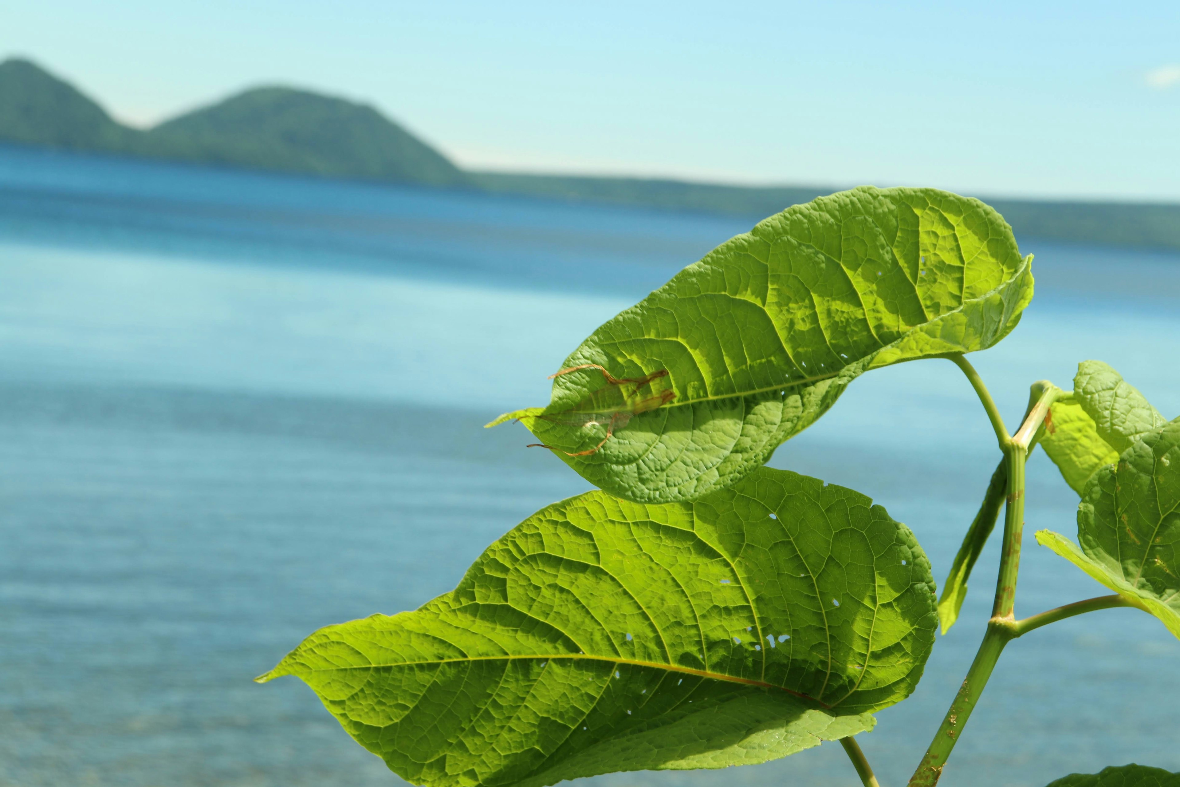 Daun hijau segar di depan danau biru