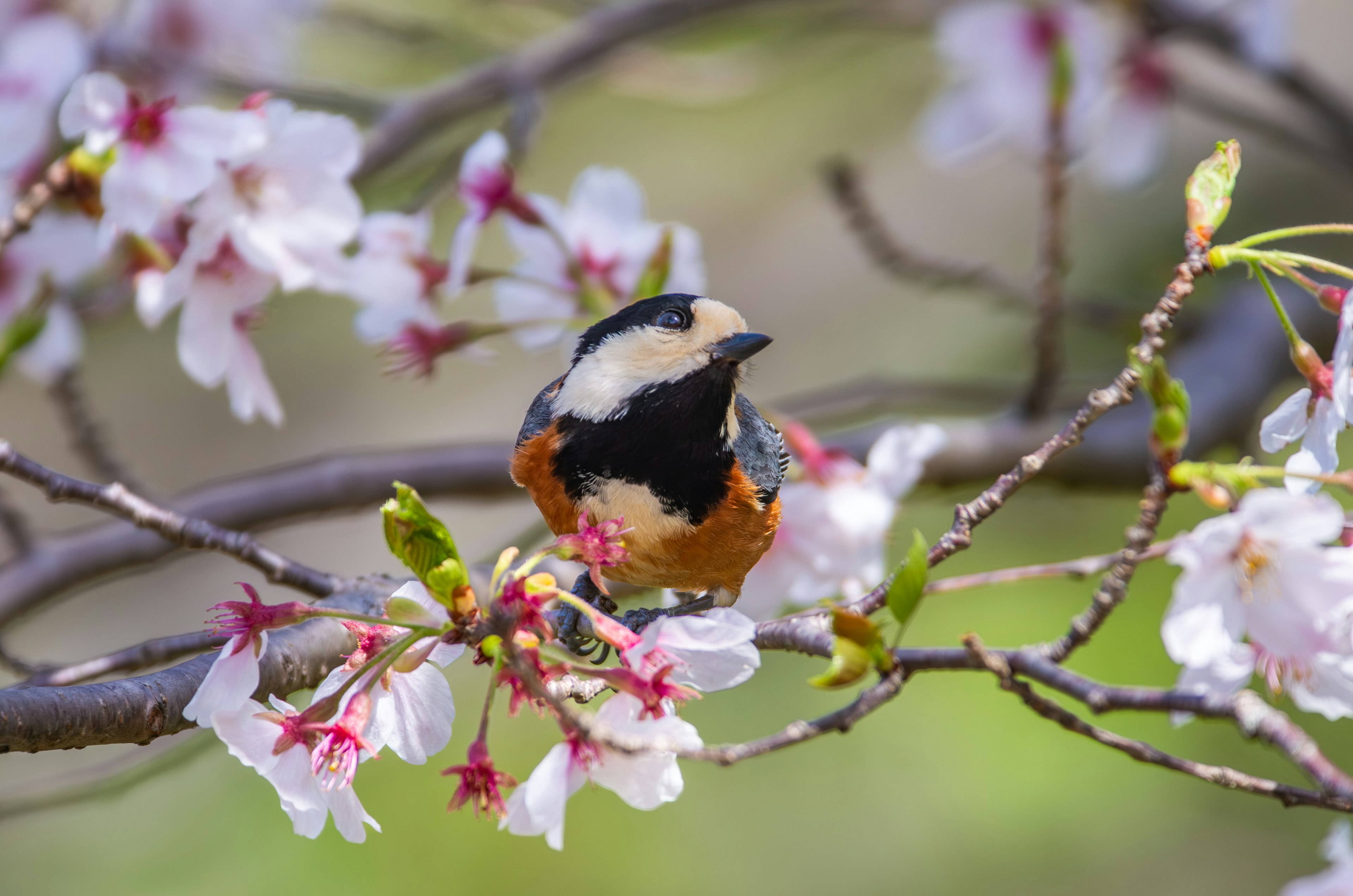 Un pájaro colorido posado entre las flores de cerezo