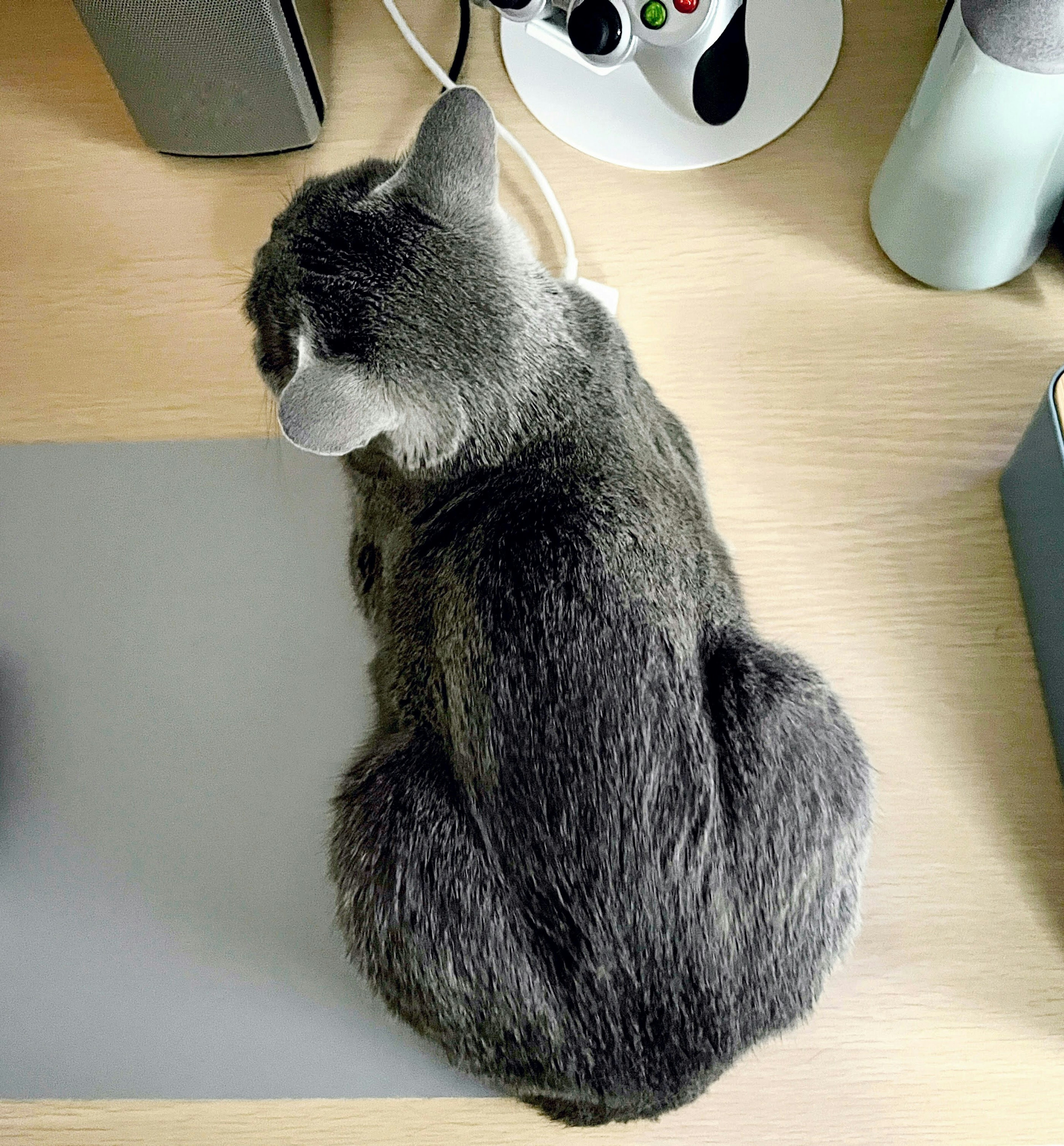 Chat gris recroquevillé sur un bureau