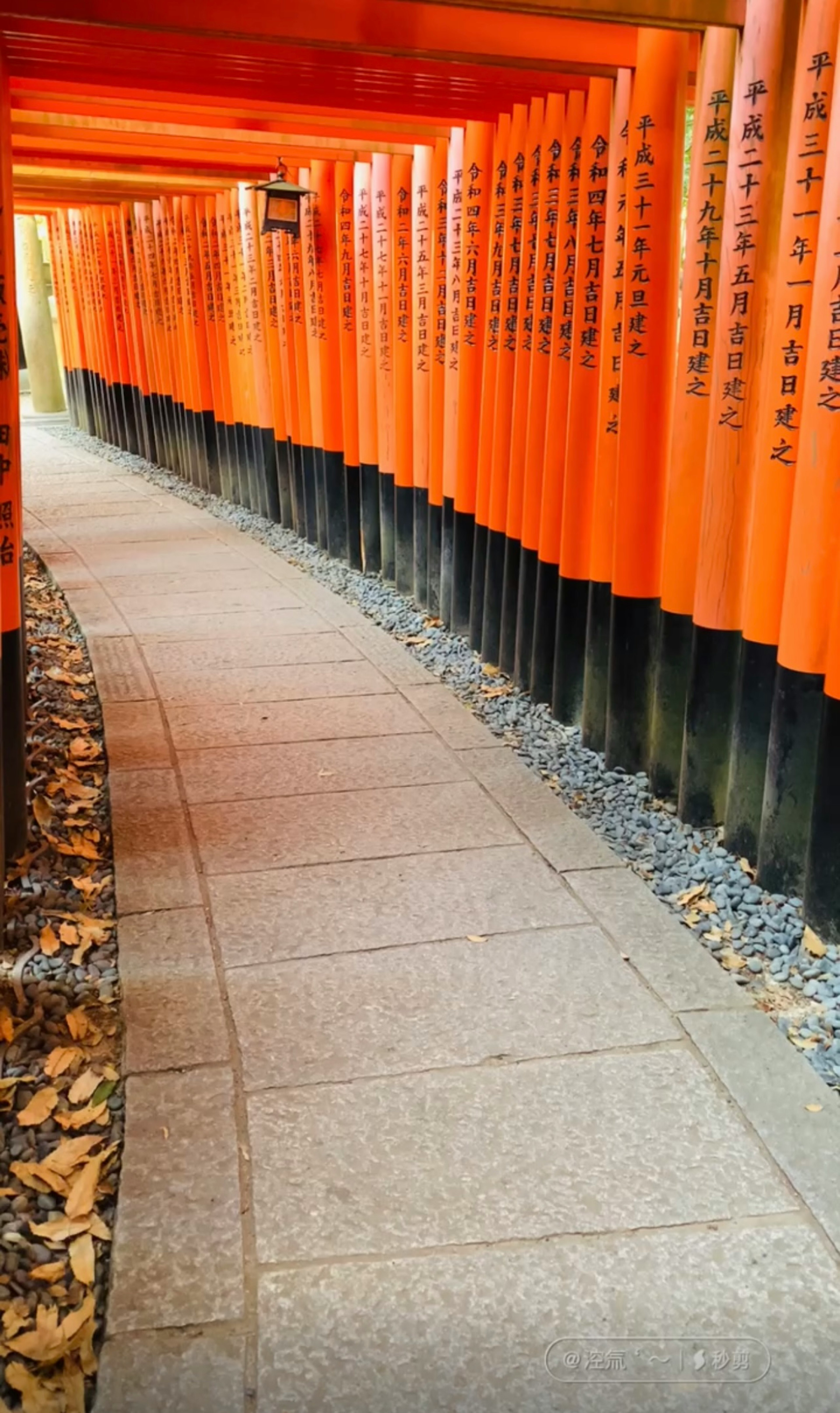 Curved path lined with orange torii gates in a serene setting