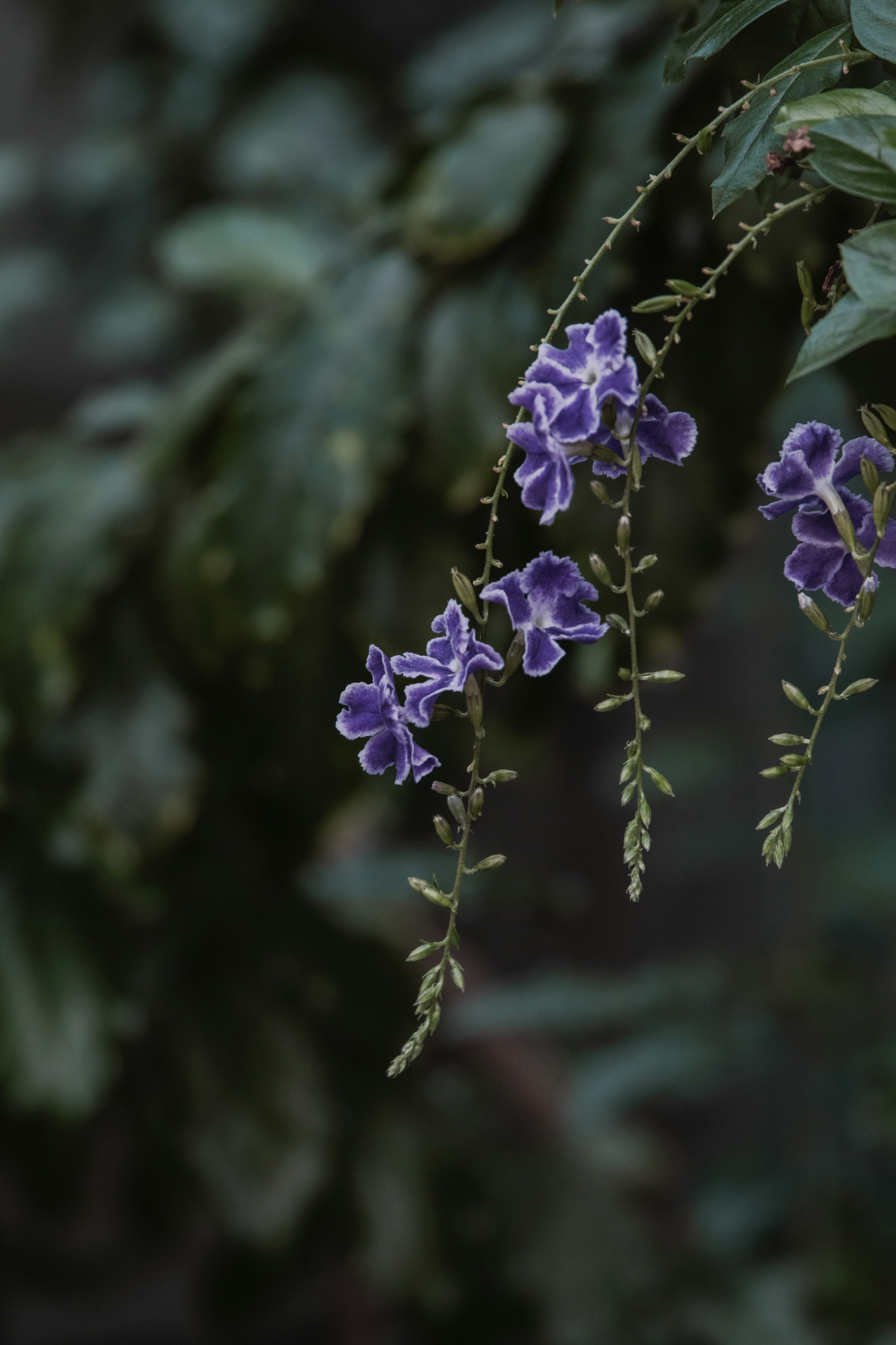 Purple flowers hanging against a backdrop of green leaves