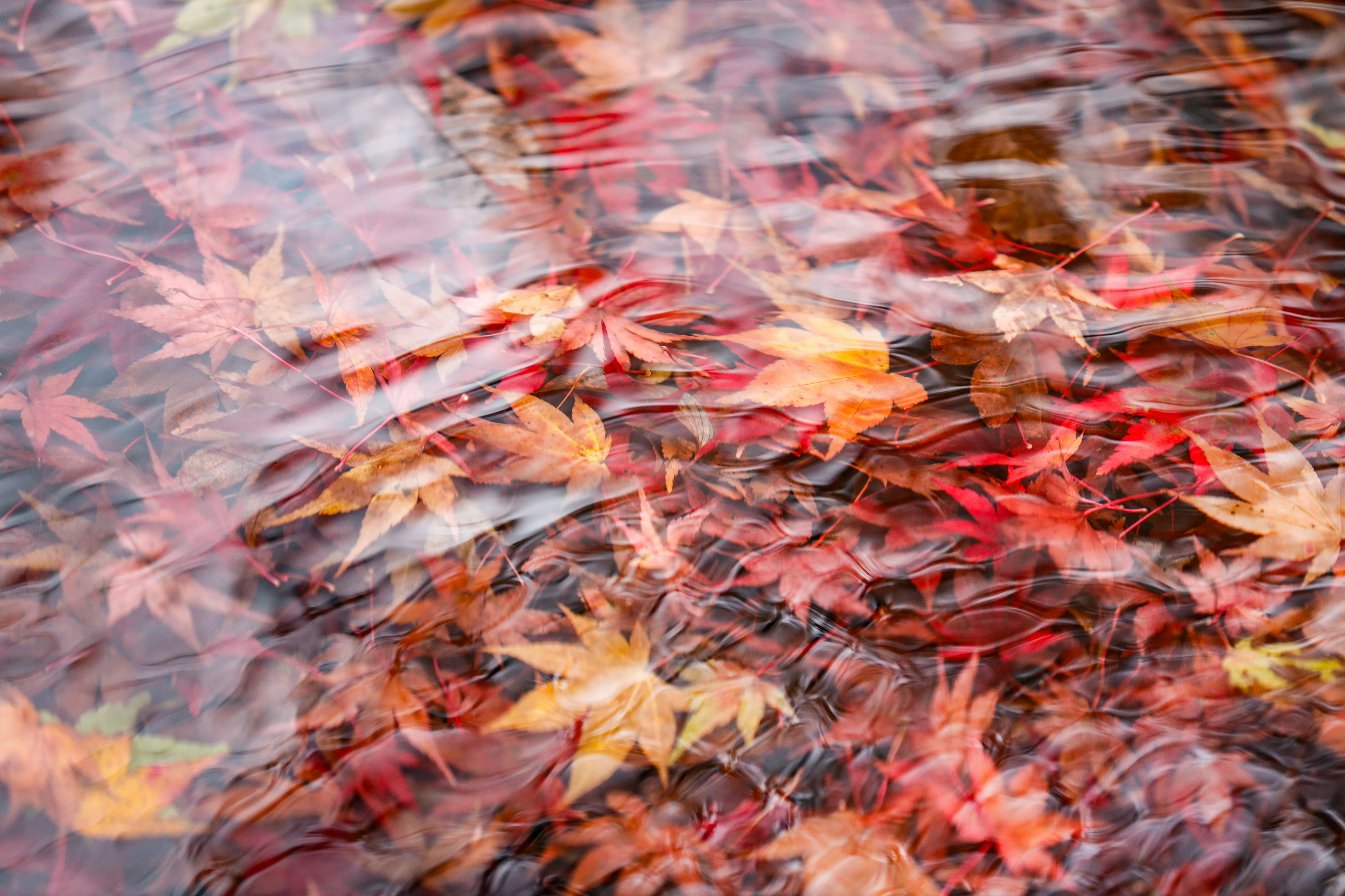 水面上漂浮的紅色和橙色楓葉的美麗圖案