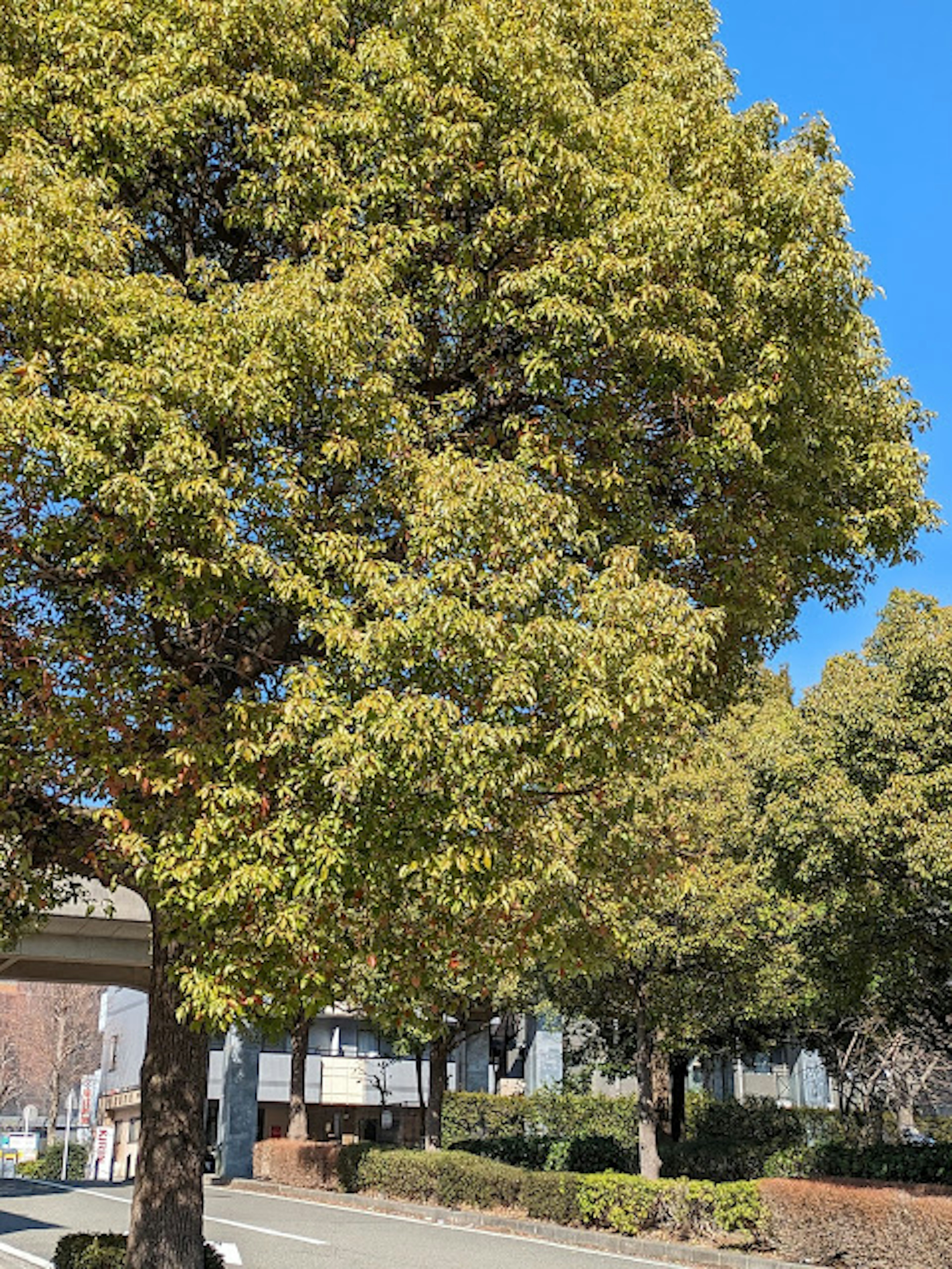 Un paisaje con árboles verdes exuberantes bajo un cielo azul