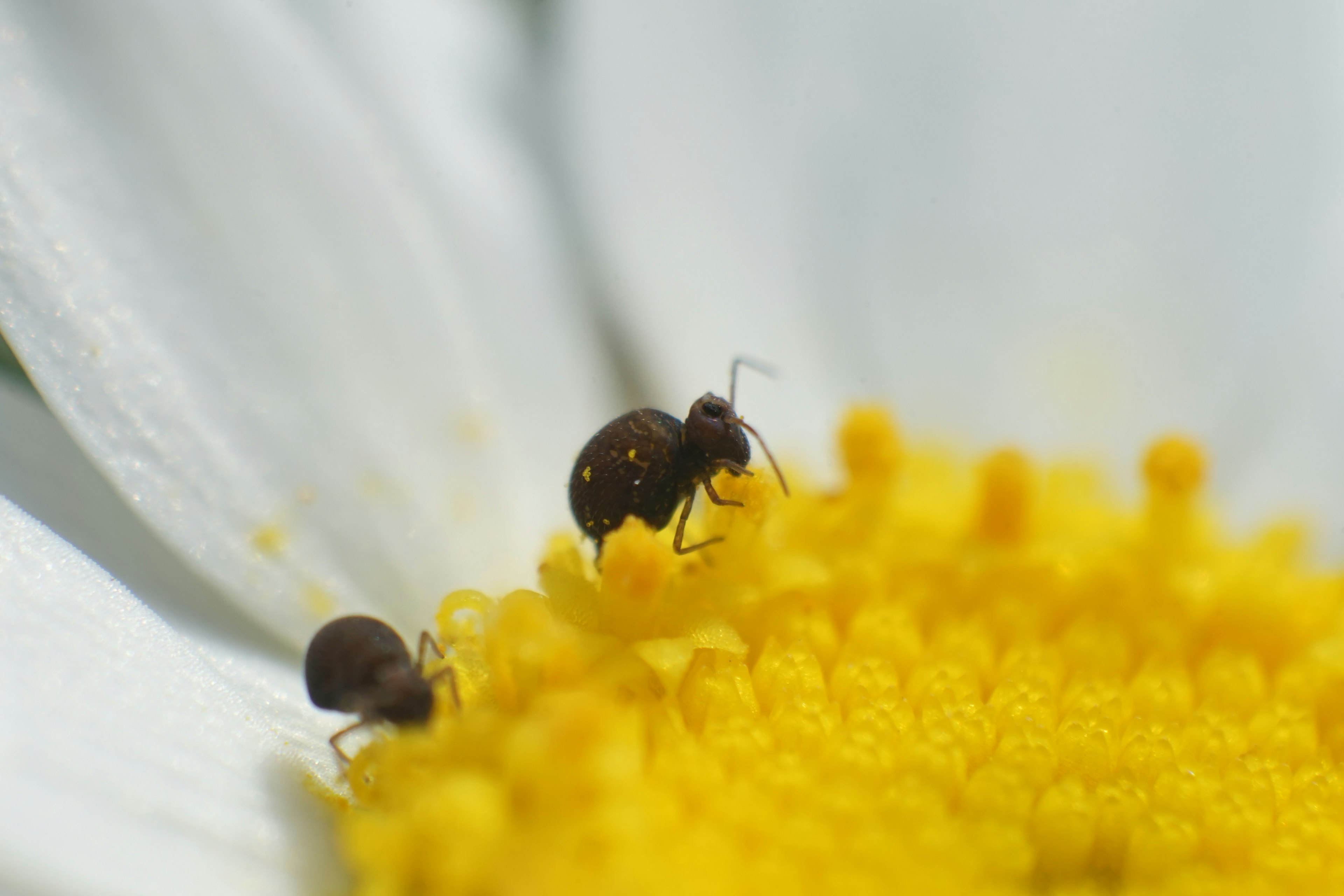 白い花の黄色い中心にいる小さな茶色の蟻