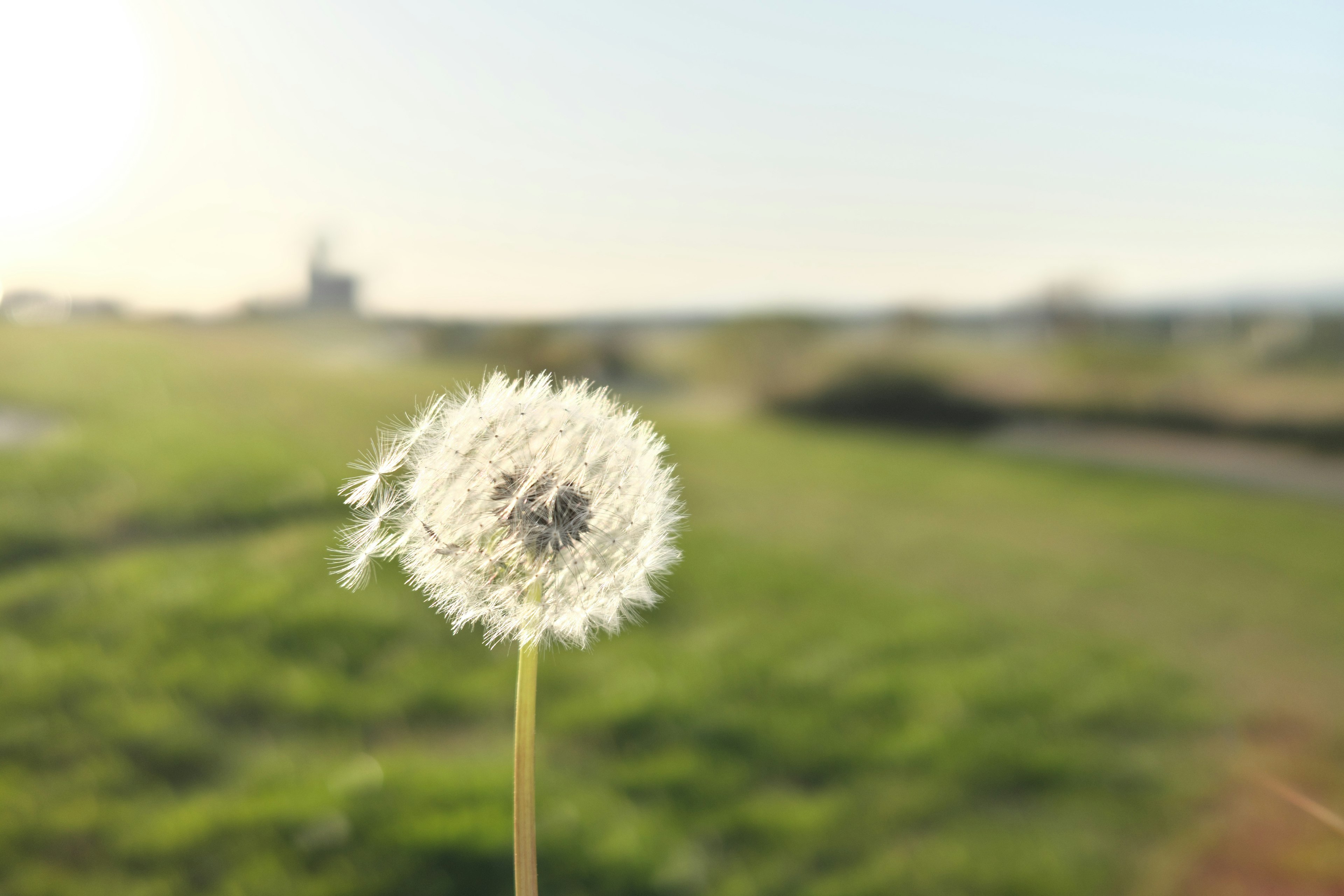 Diente de león esponjoso meciéndose al viento con un paisaje verde borroso