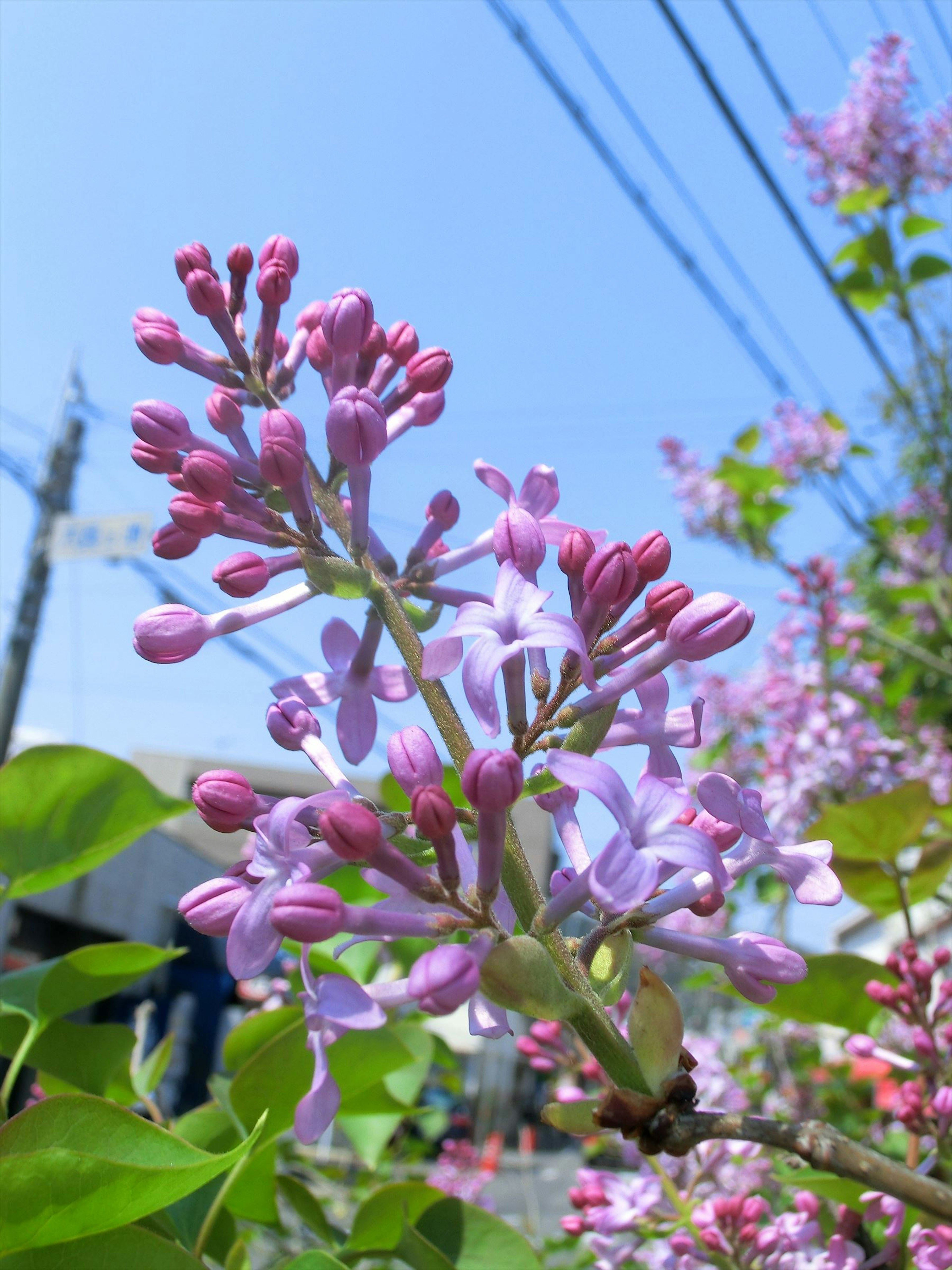 Cabang lilac dengan bunga ungu di latar belakang langit biru