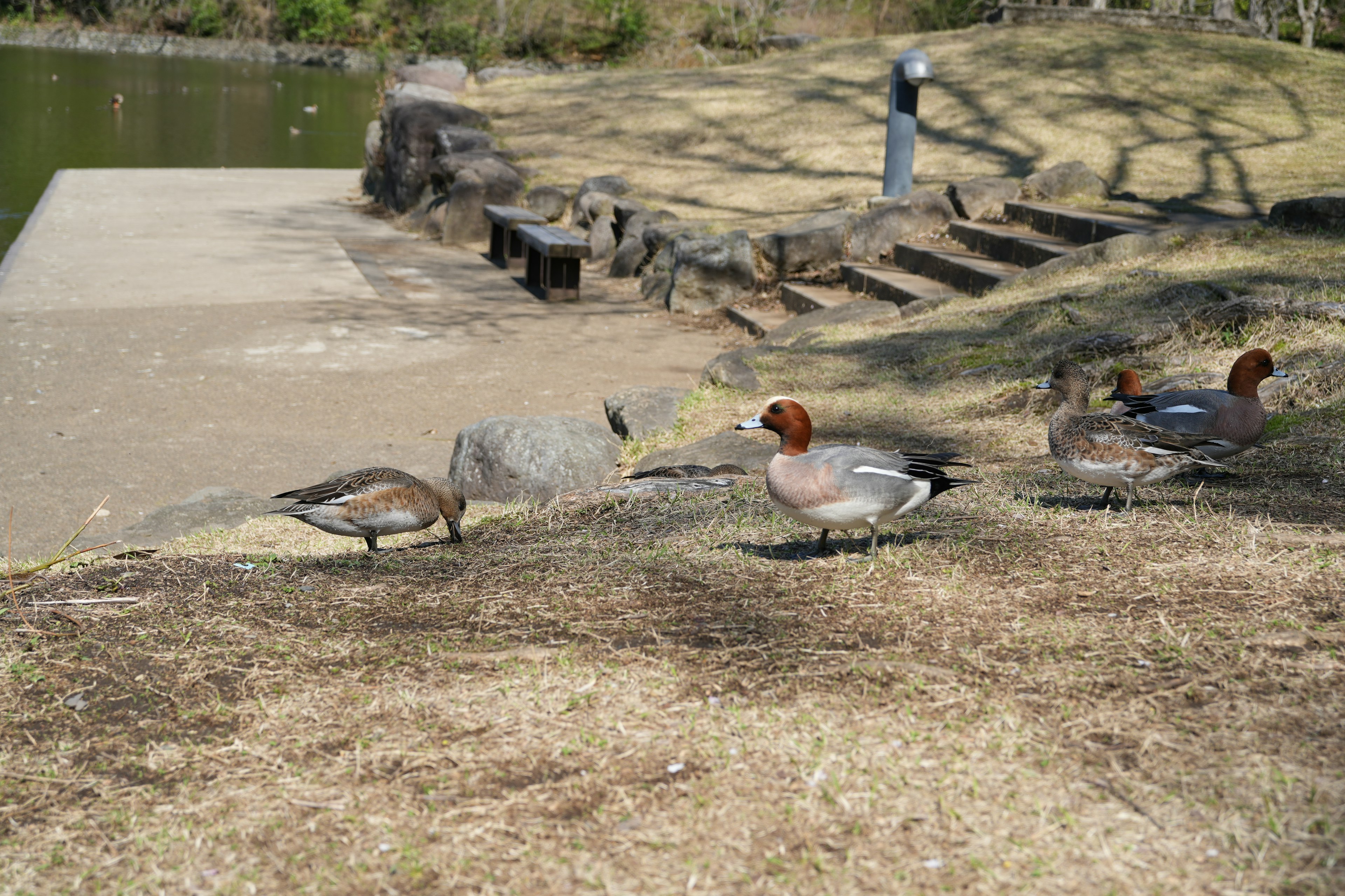 Enten in der Nähe eines Teichs mit einer grünen Fläche