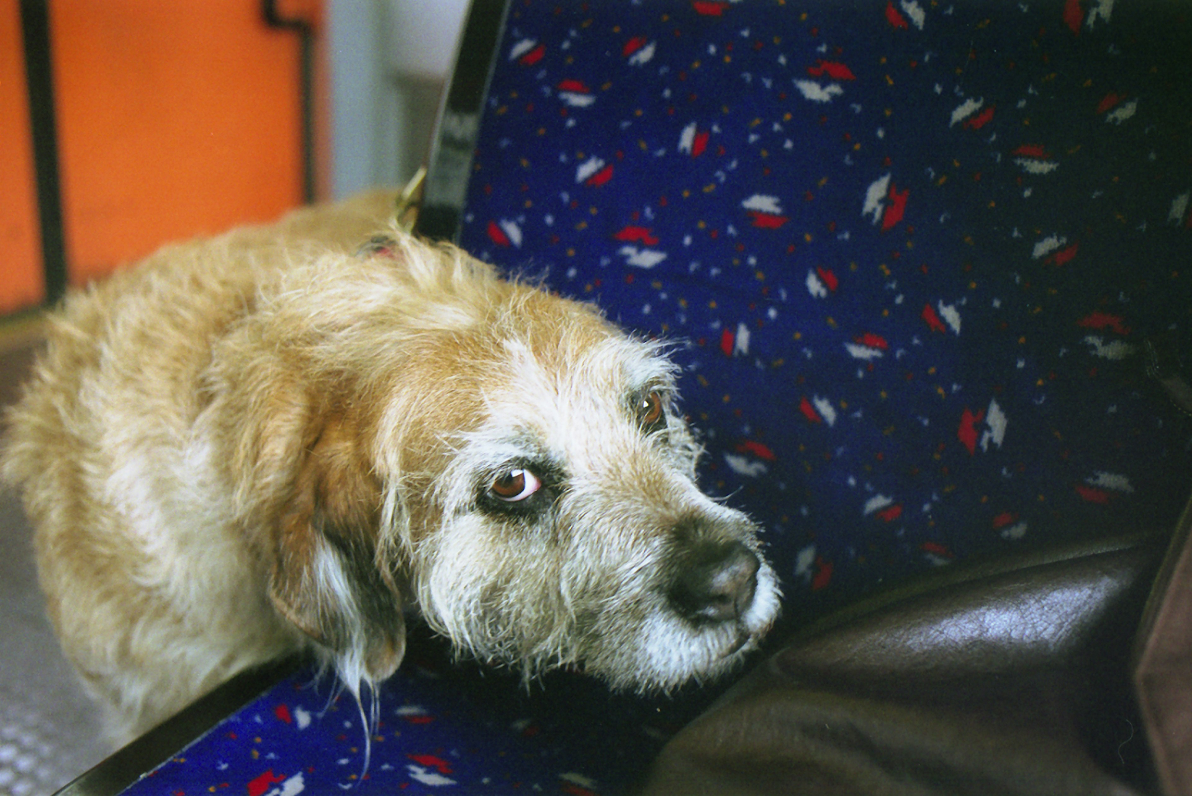 Perro reposando su cabeza en un asiento de autobús con tela estampada