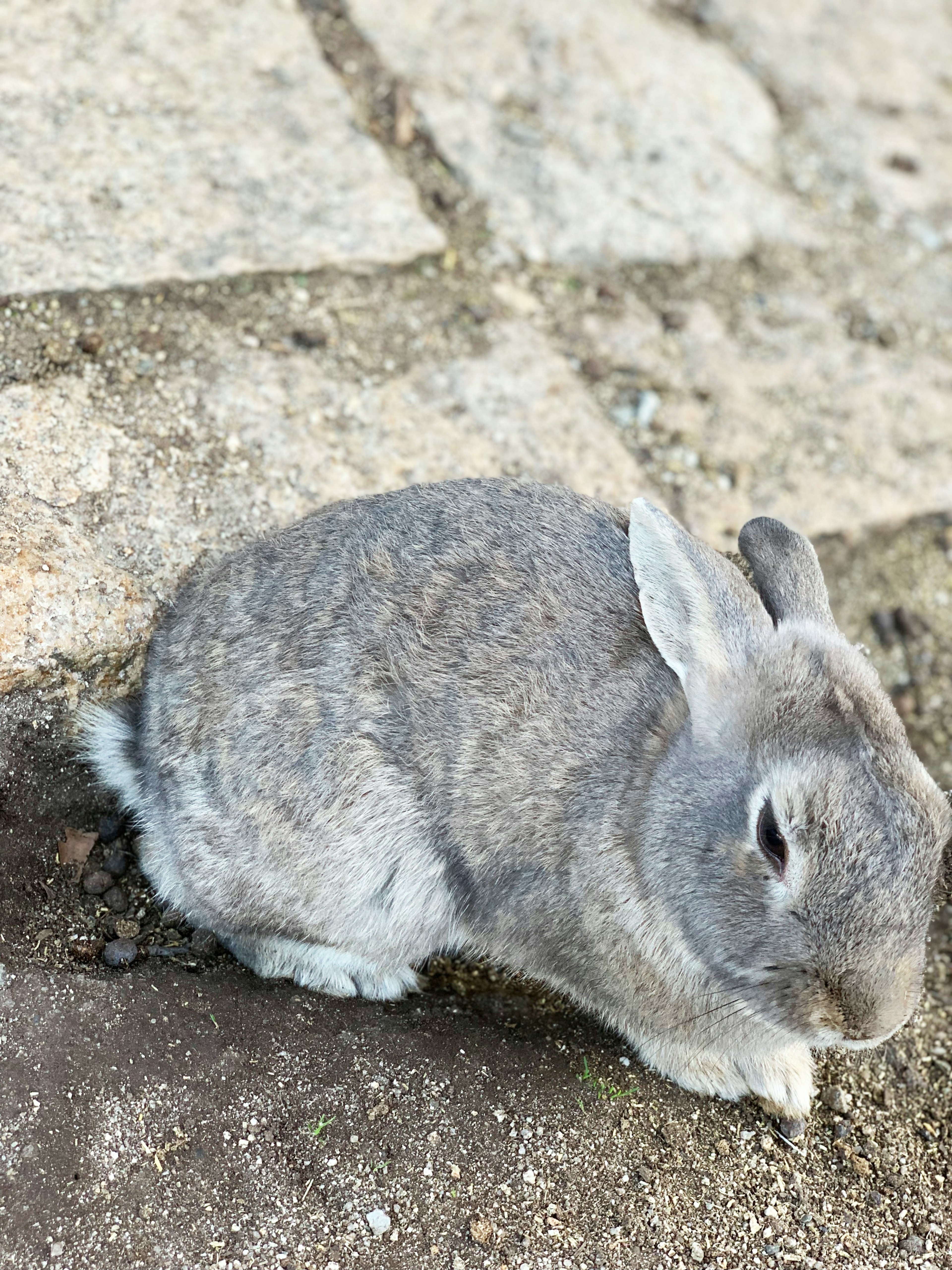 Conejo gris sentado sobre un suelo de piedra