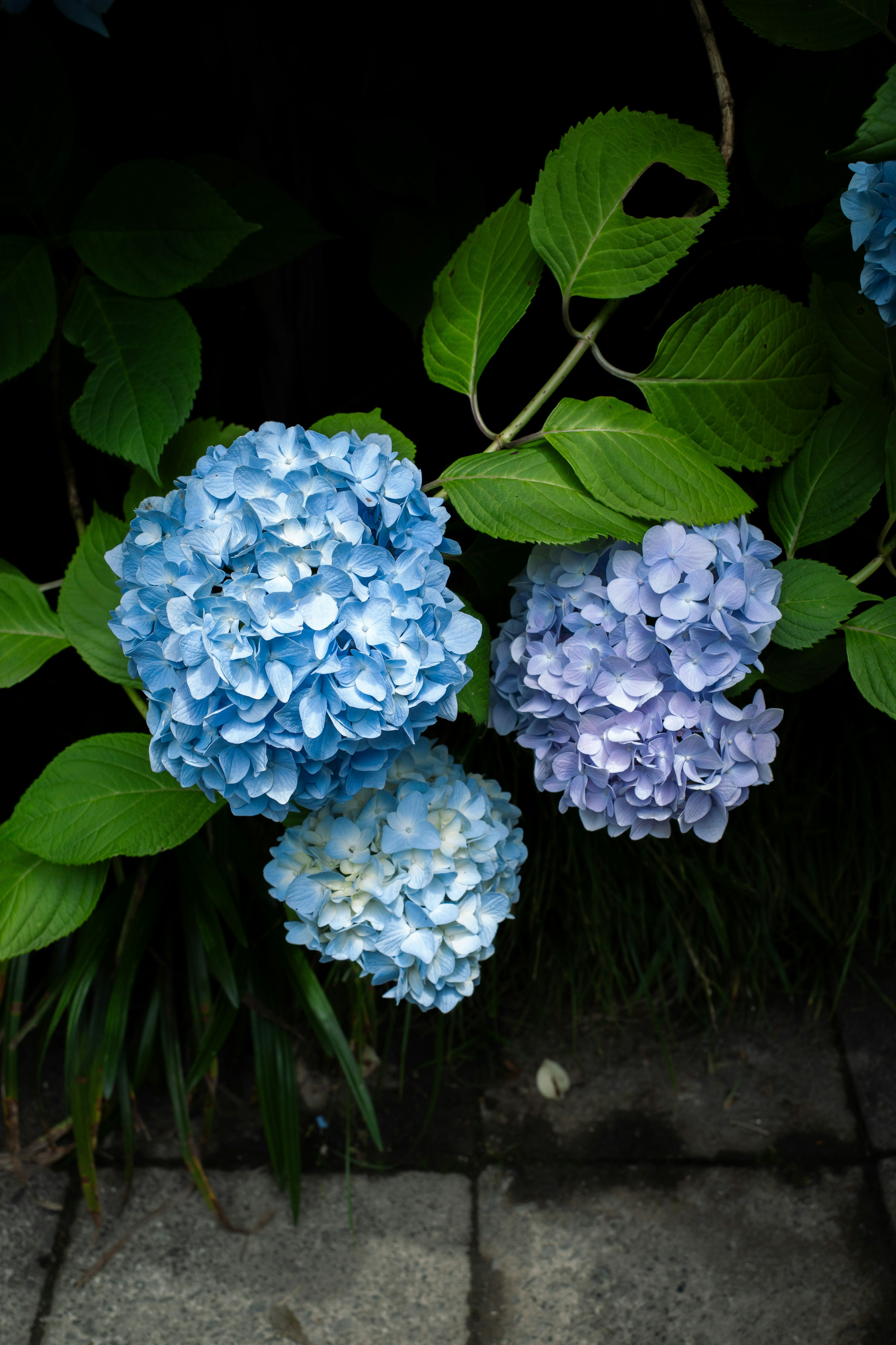 青と紫のアジサイの花が緑の葉とともに咲いている