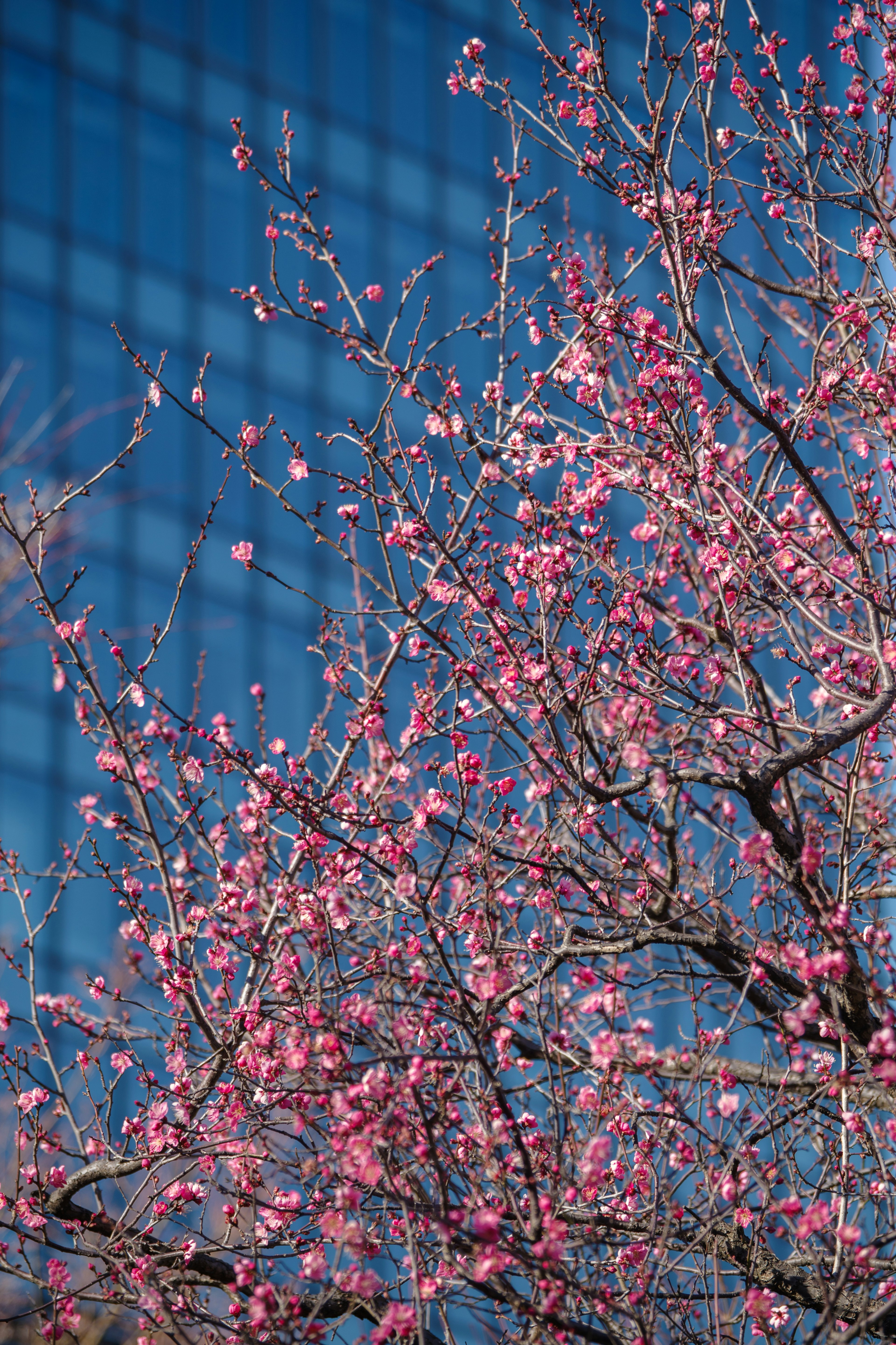 Branches of cherry blossoms blooming against a blue sky