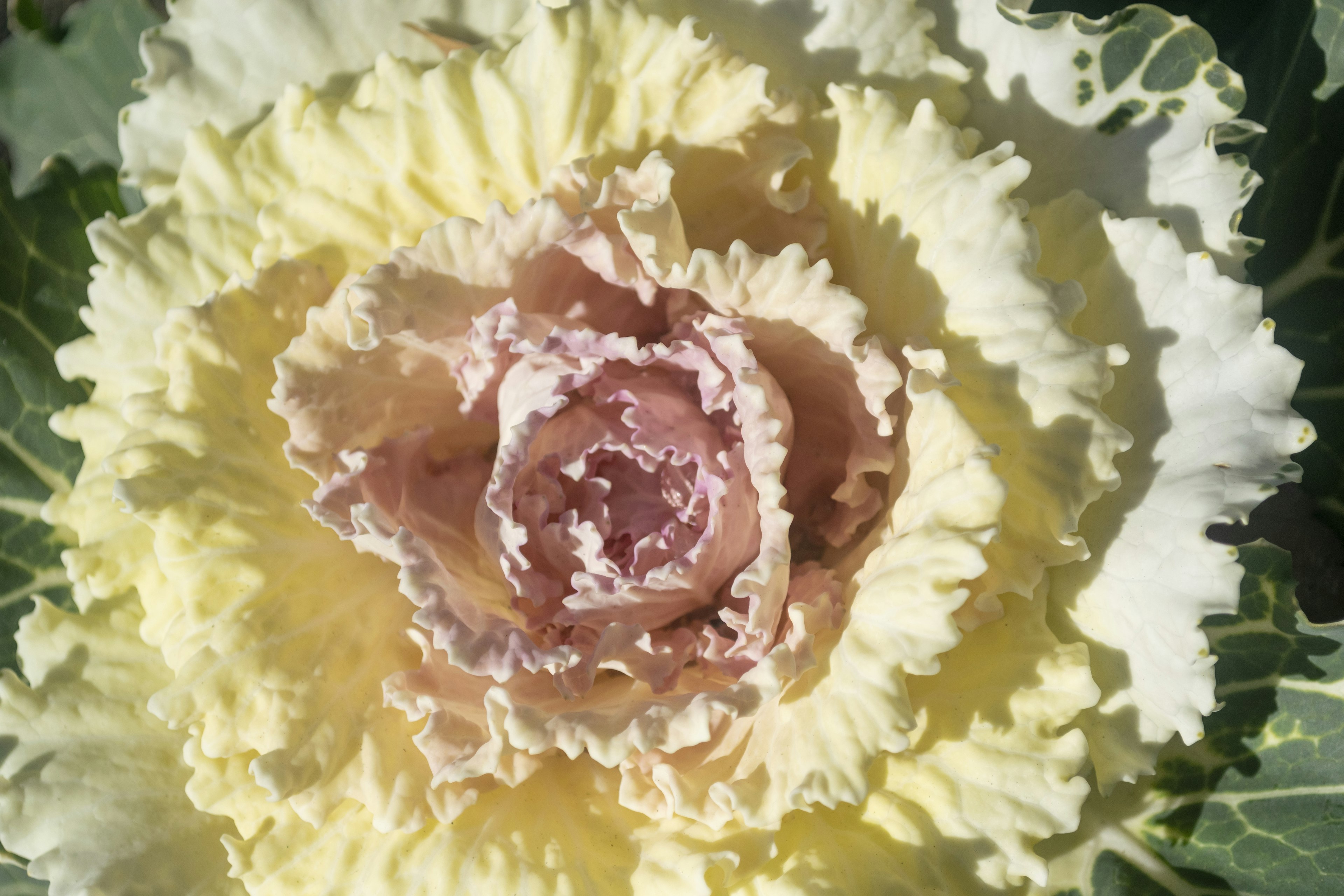 Repollo en forma de flor con hojas cremosas y centro rosa pálido