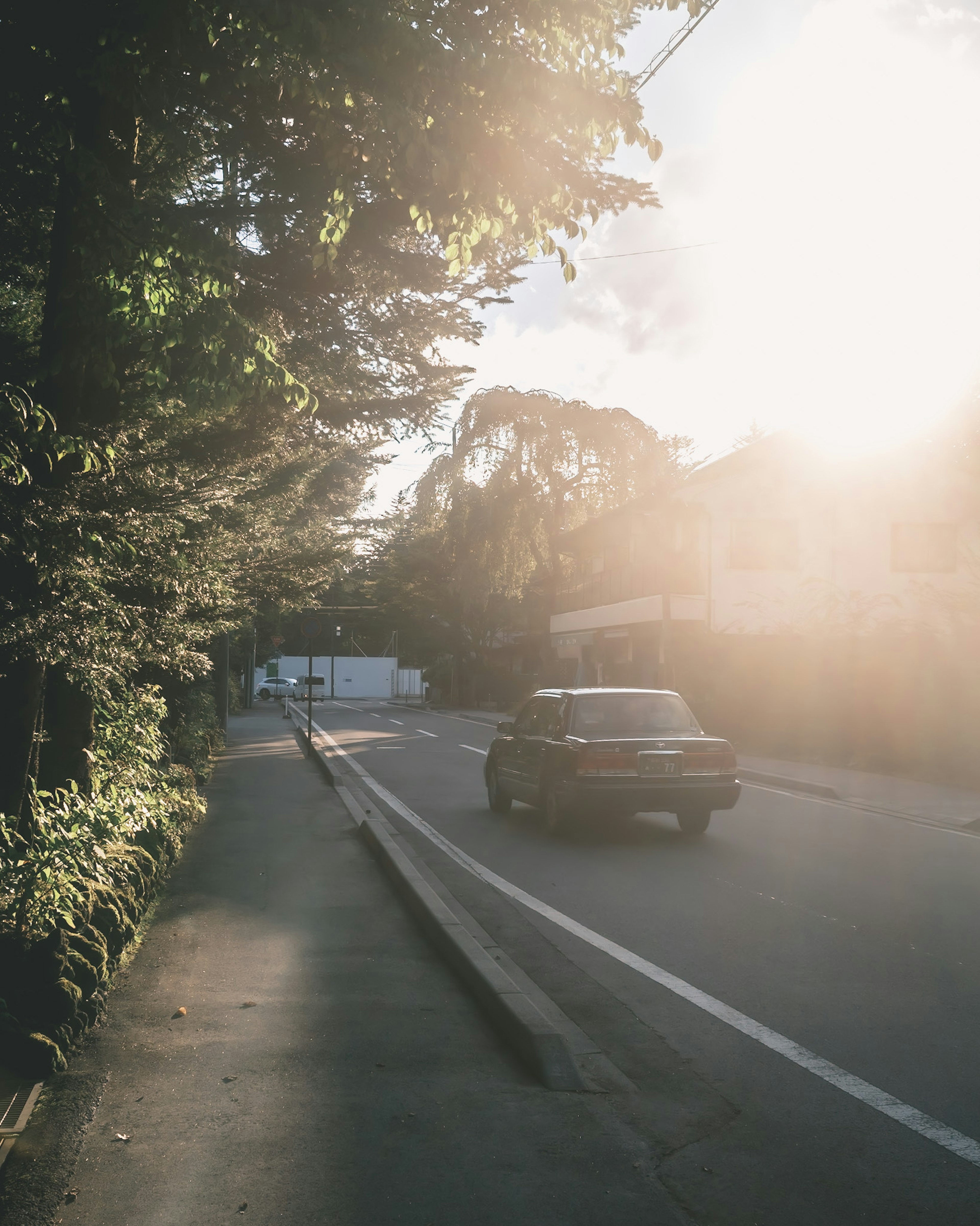 Car driving on a tree-lined road with bright sunlight