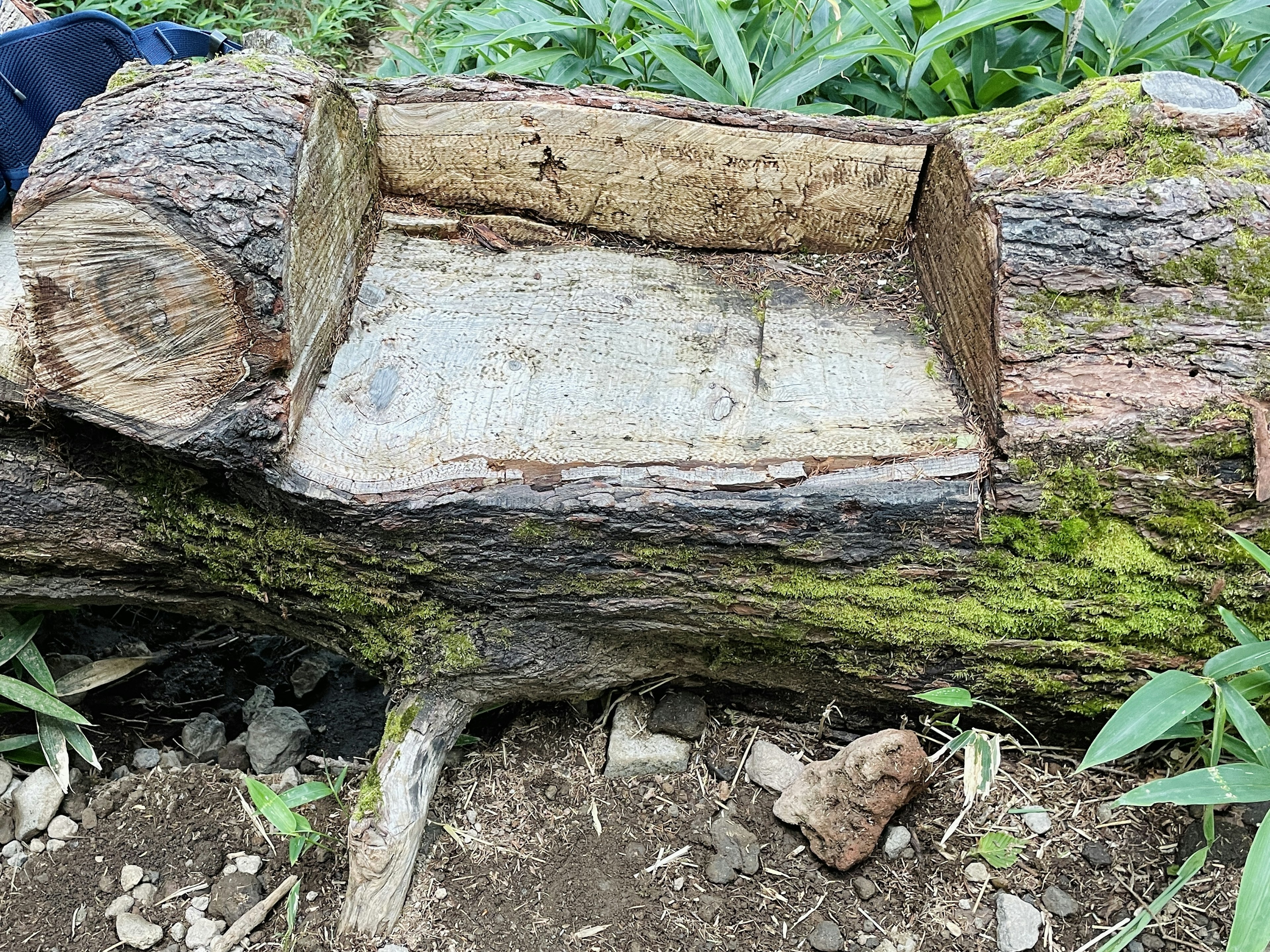 Creux sculpté dans un tronc avec des plantes vertes environnantes