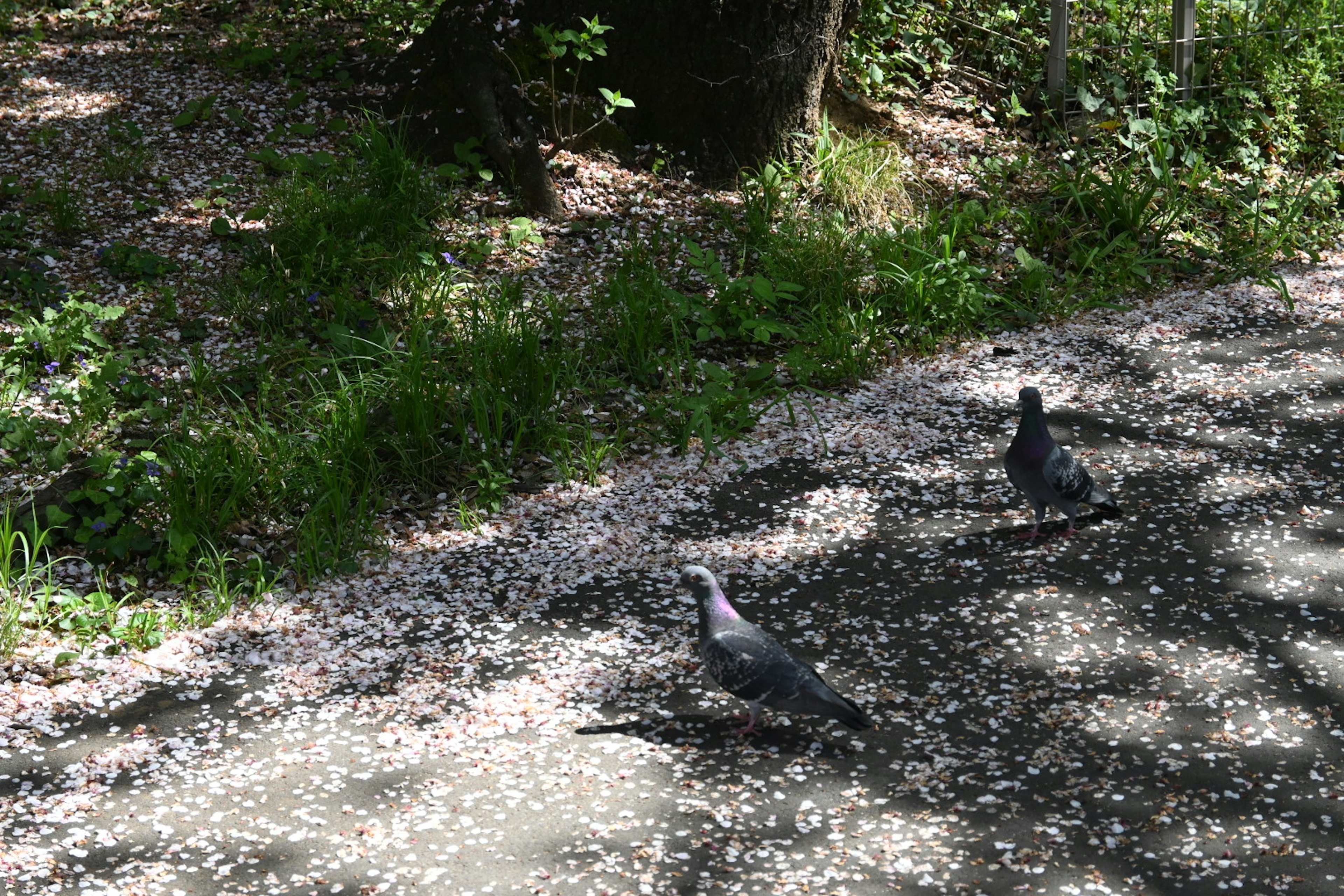 Dos palomas en un camino rodeadas de pétalos de flores esparcidos y hierba verde