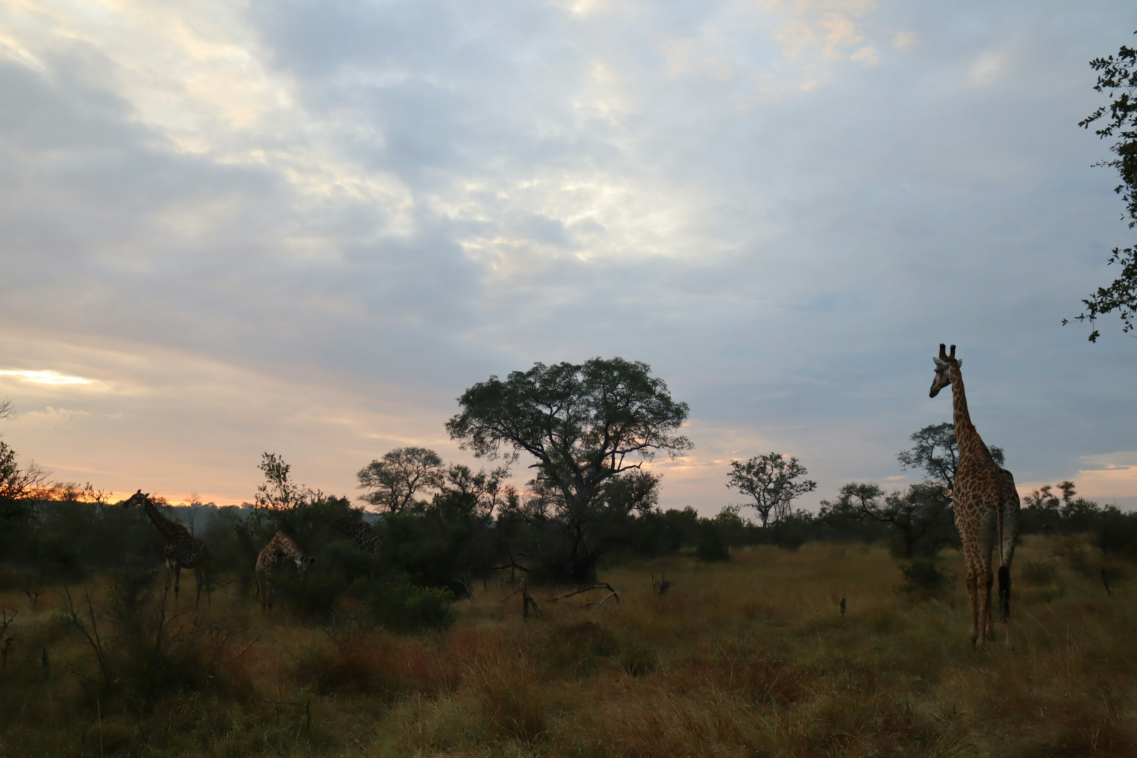 Giraffe standing in a savanna at sunset with trees