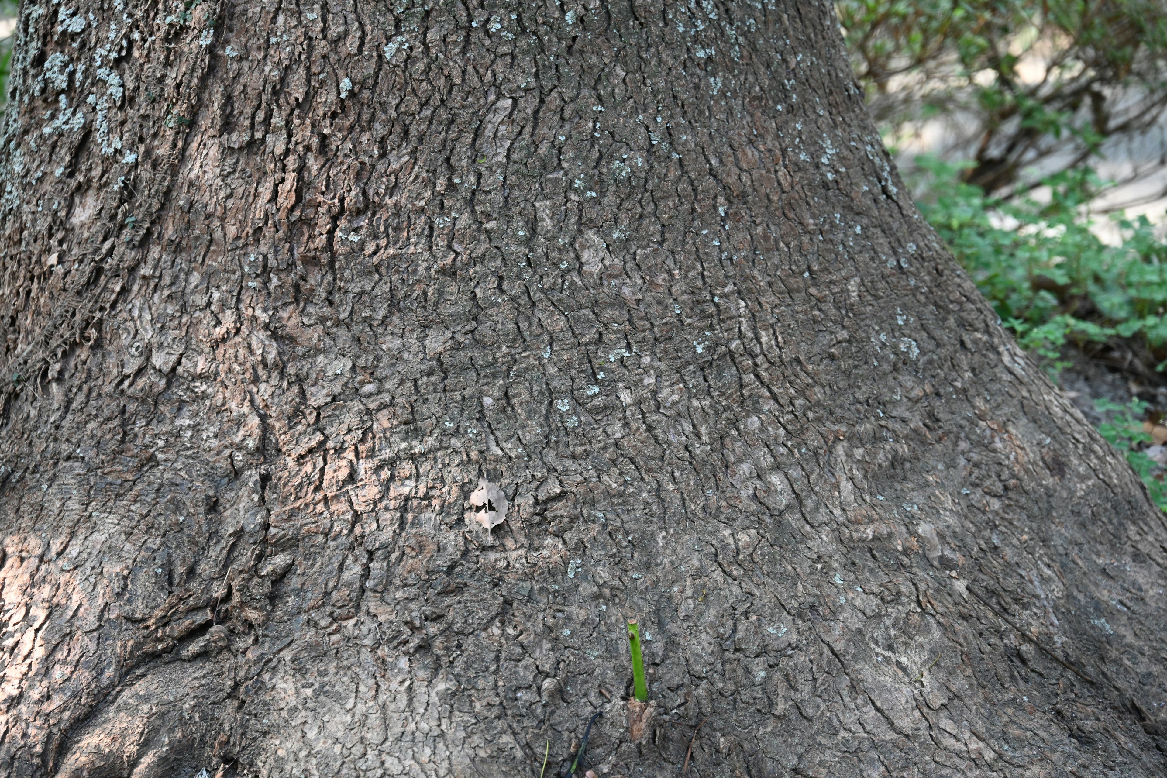 Close-up of a tree trunk with rough texture and green plants around