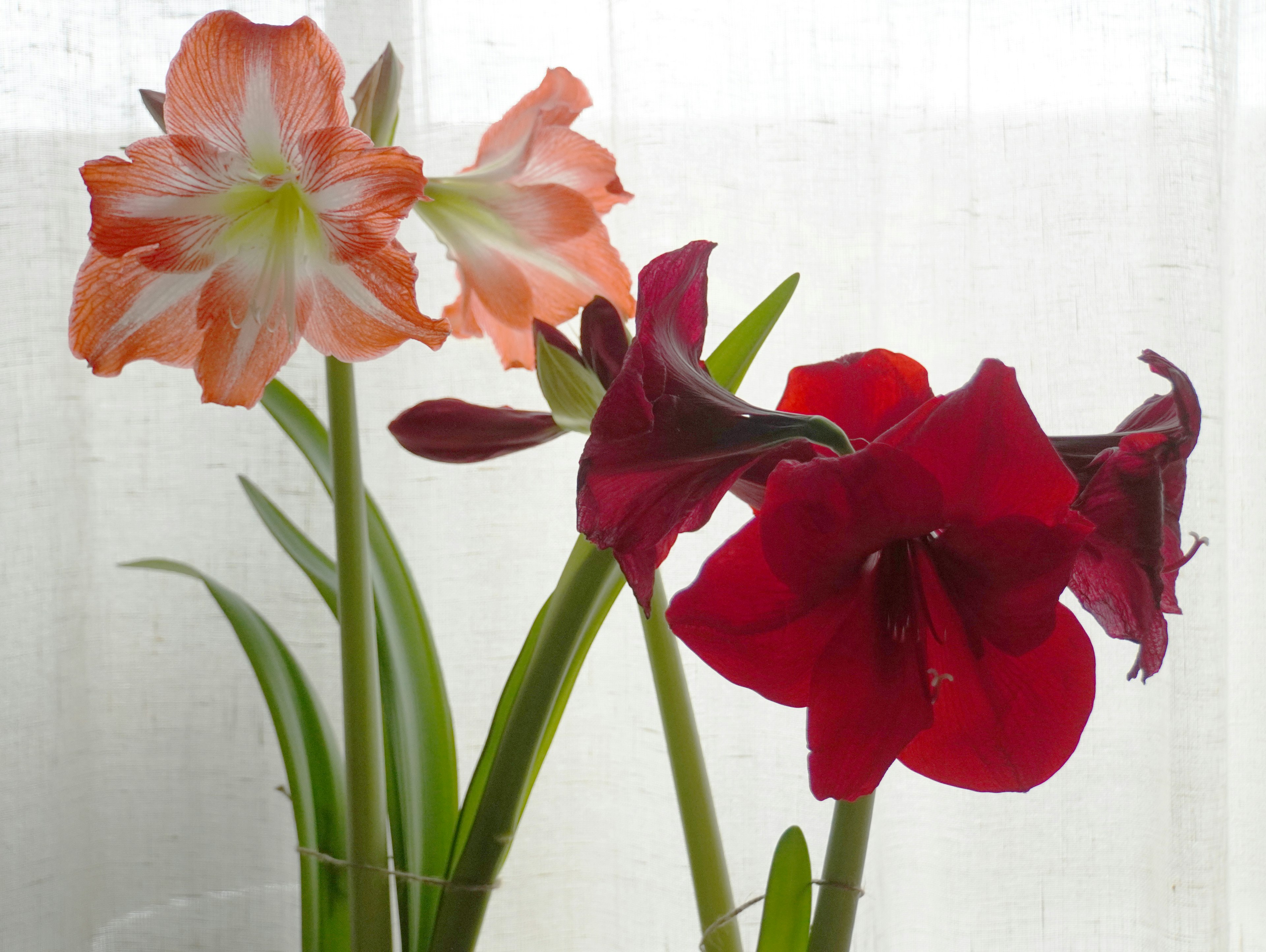 Fiori di amaryllis arancioni e rossi vicino a una finestra bianca