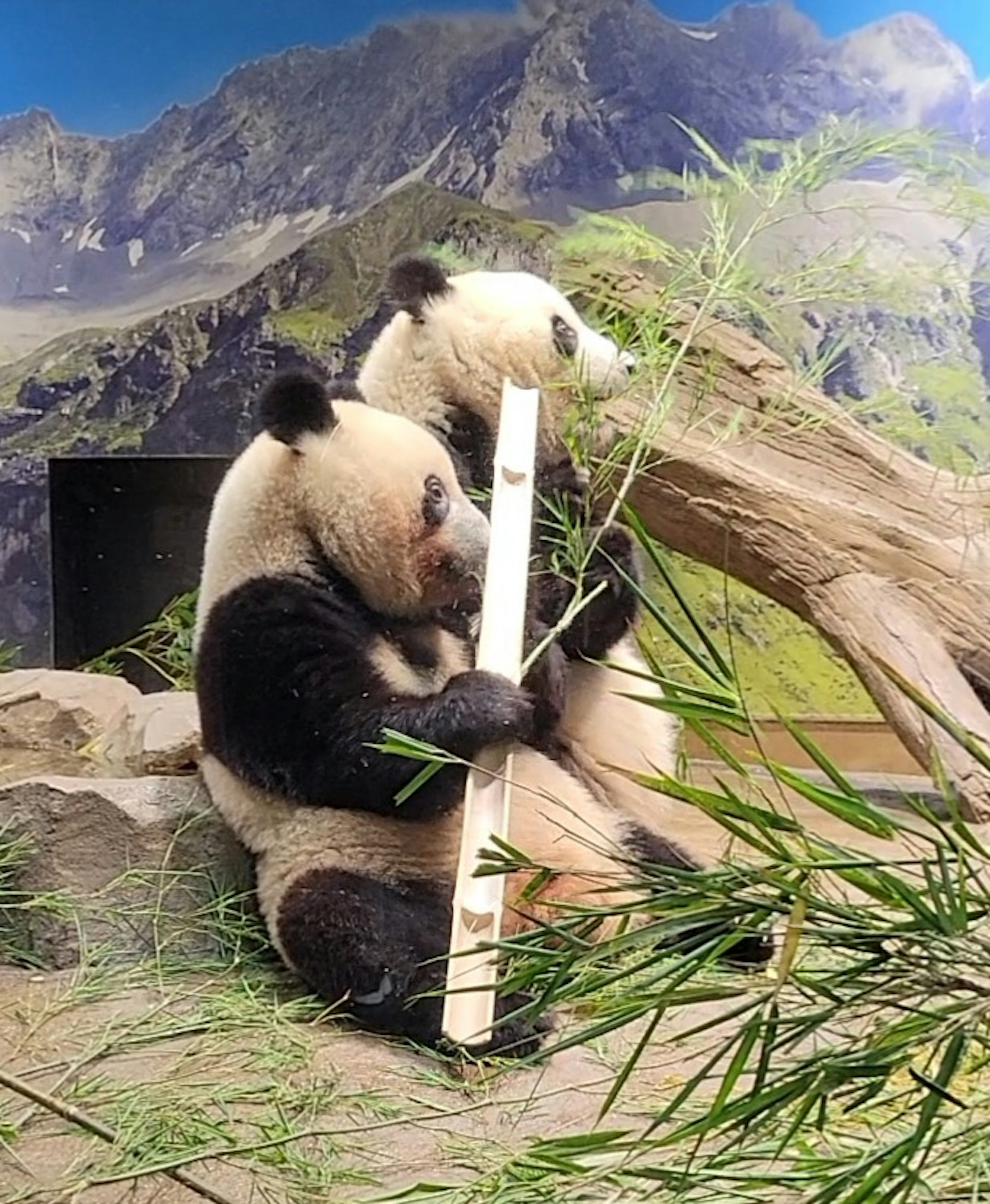 Dos pandas comiendo bambú con un fondo de montaña