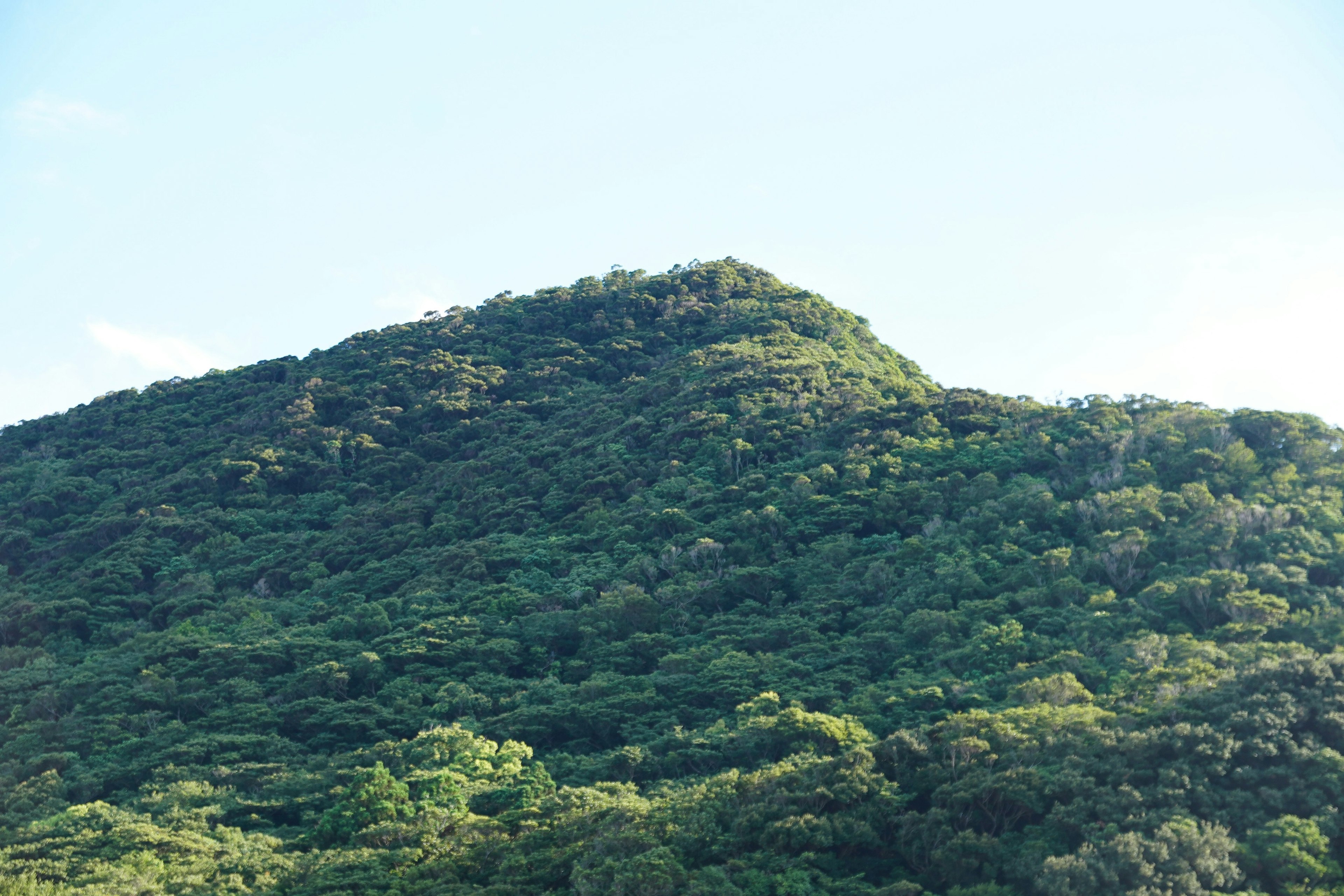 Lush green hillside with a clear blue sky in the background