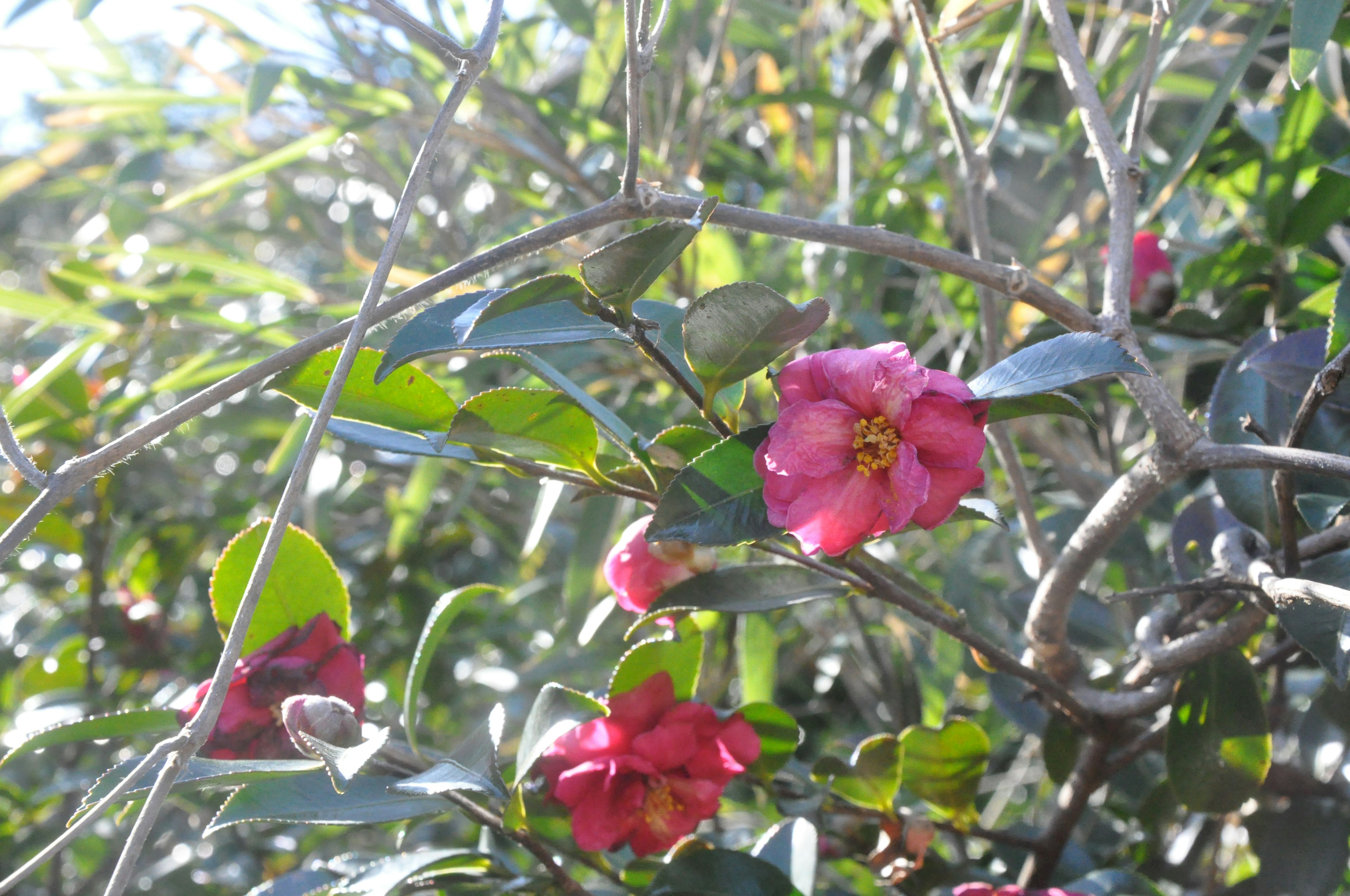 Fiori rosa vivaci tra foglie verdi su un cespuglio