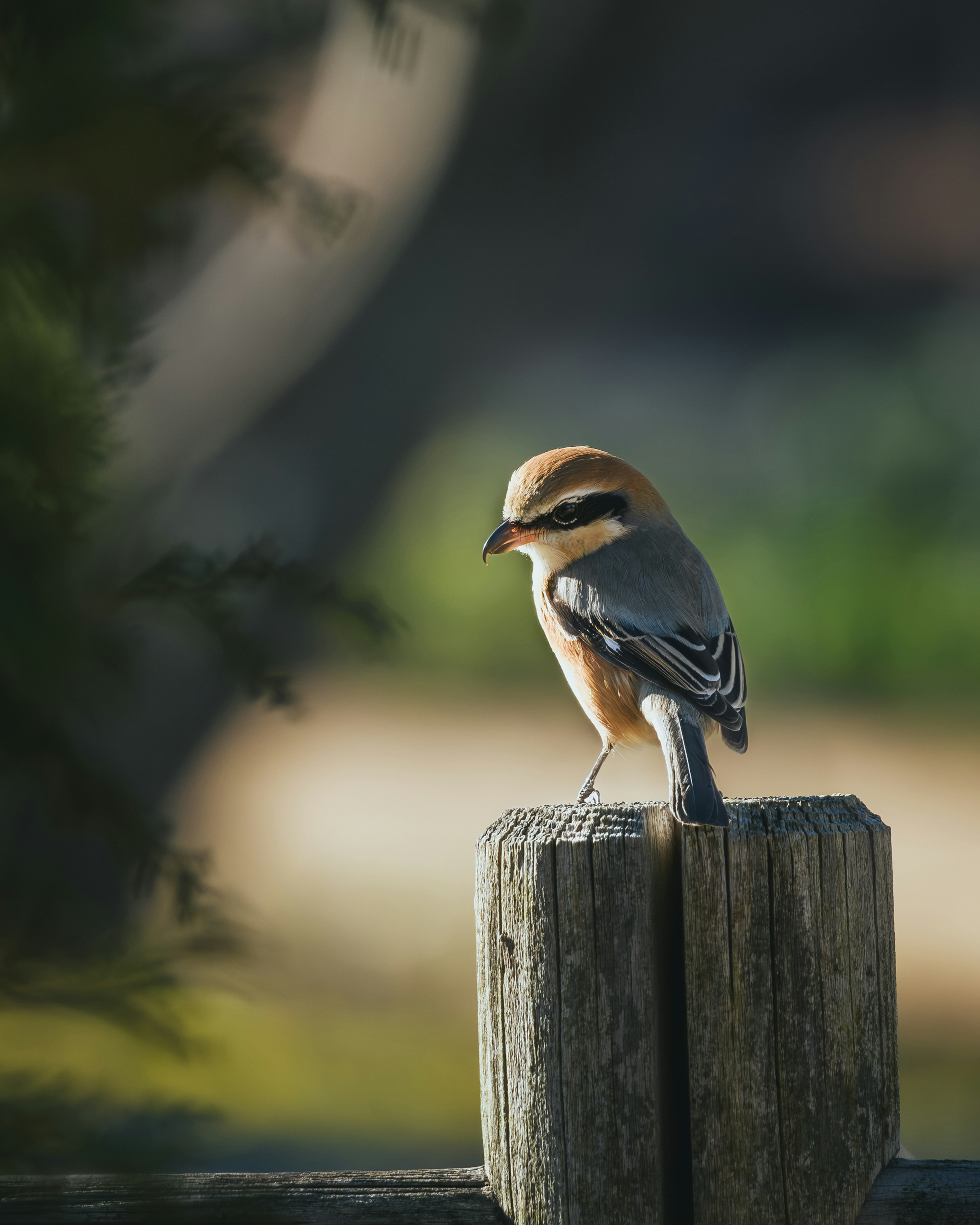 Un pequeño pájaro posado sobre un poste de madera