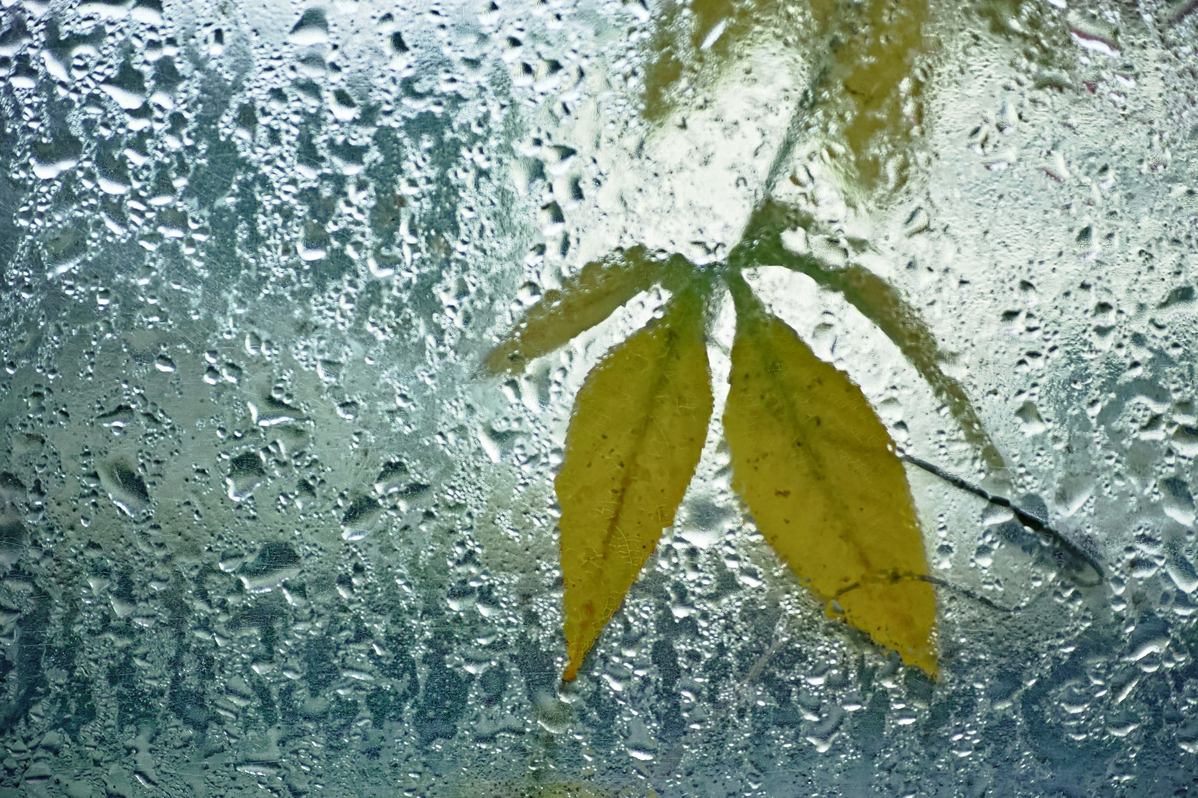 A leaf against a rain-soaked window with droplets