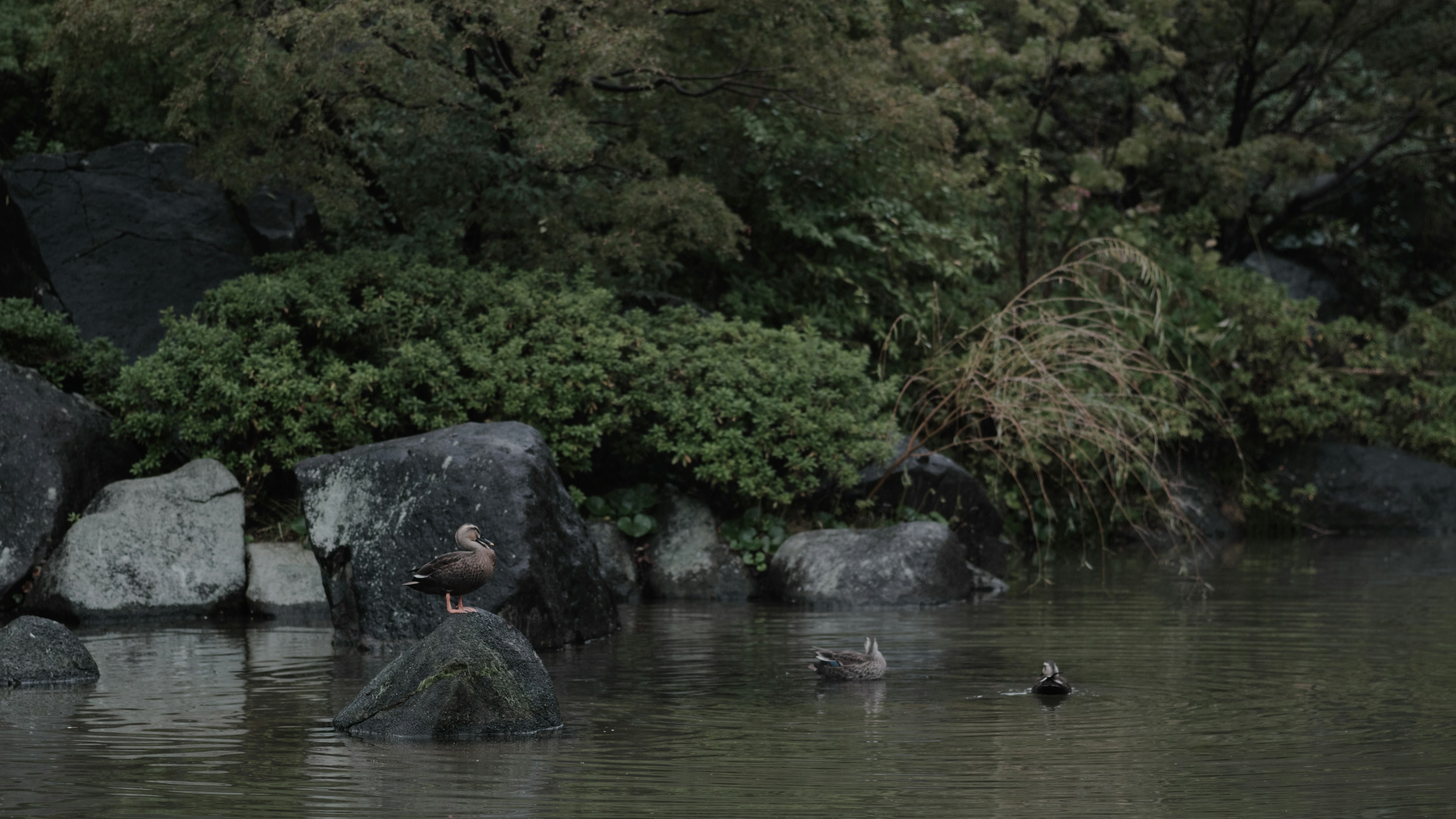 静かな池の周りにいる水鳥と緑の植物の風景