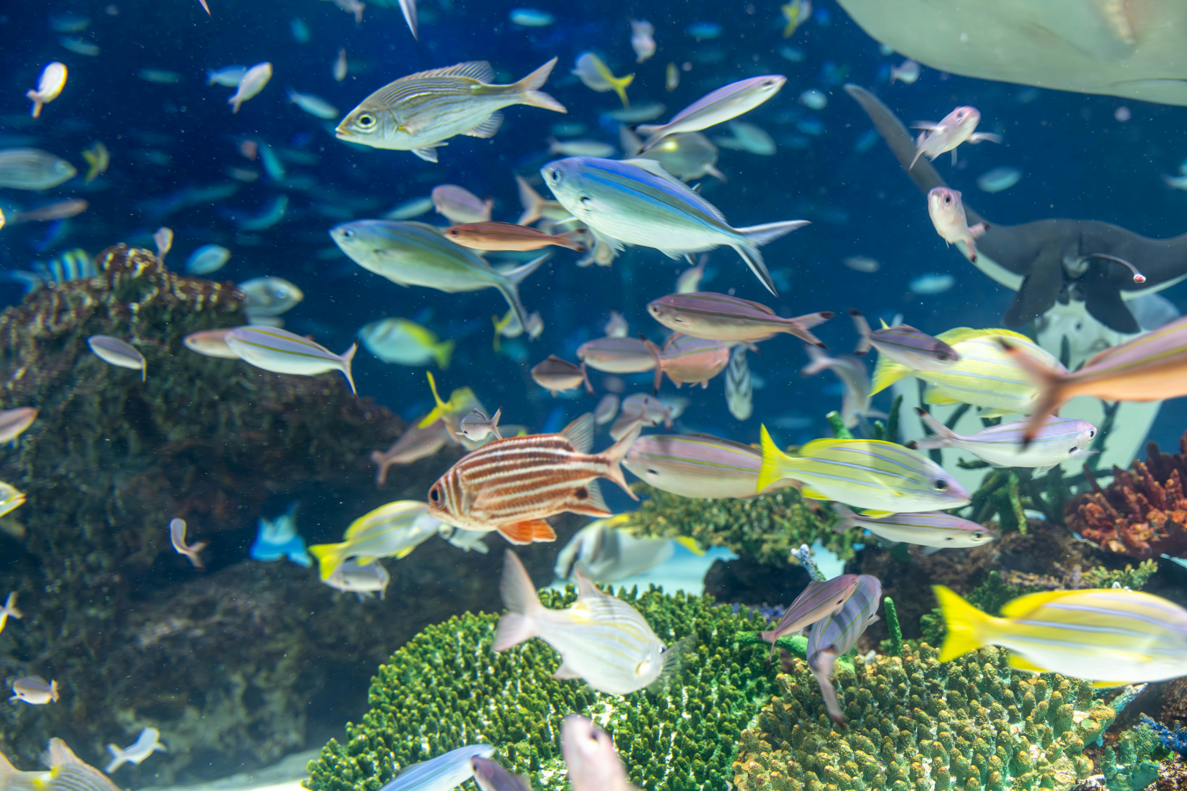 Pemandangan bawah air dengan ikan berwarna-warni berenang di sekitar terumbu karang yang terlihat