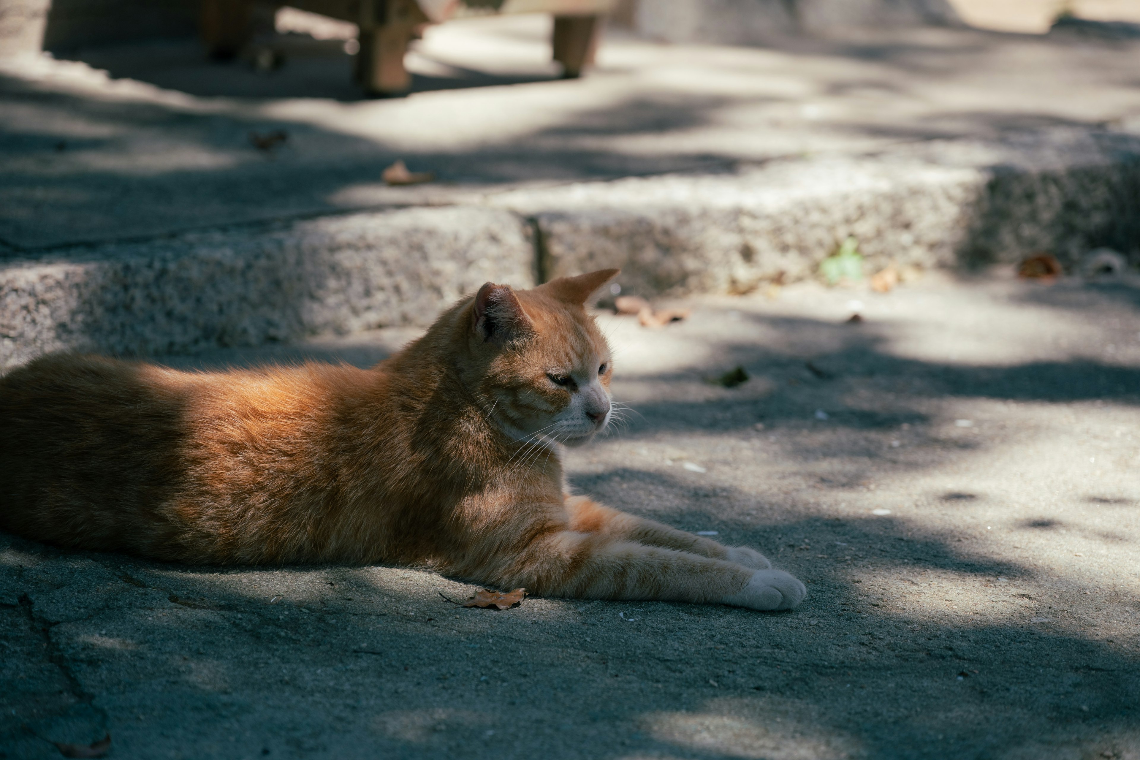 Chat orange se prélassant au soleil