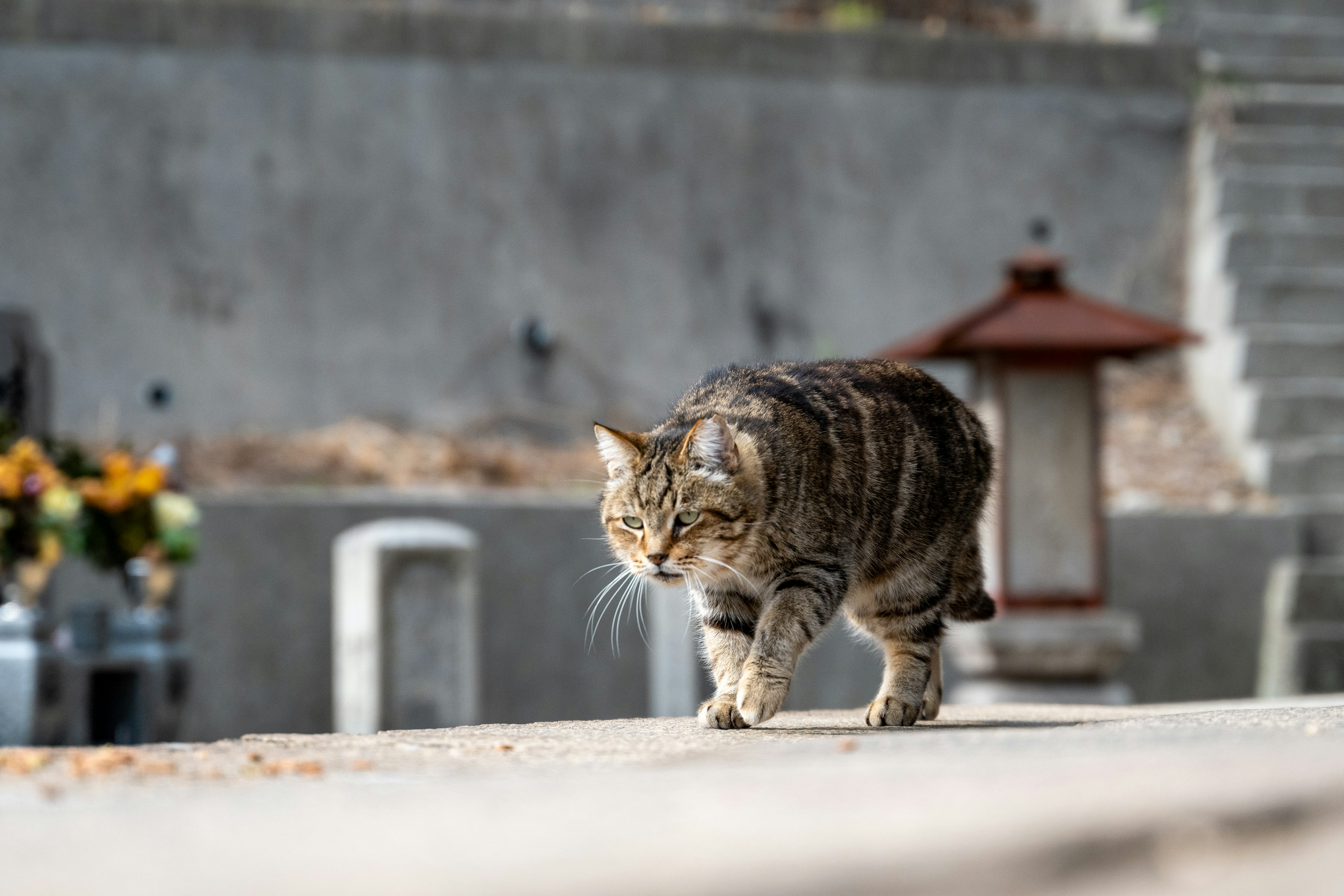 A cat walking near a cemetery with flowers and a lantern