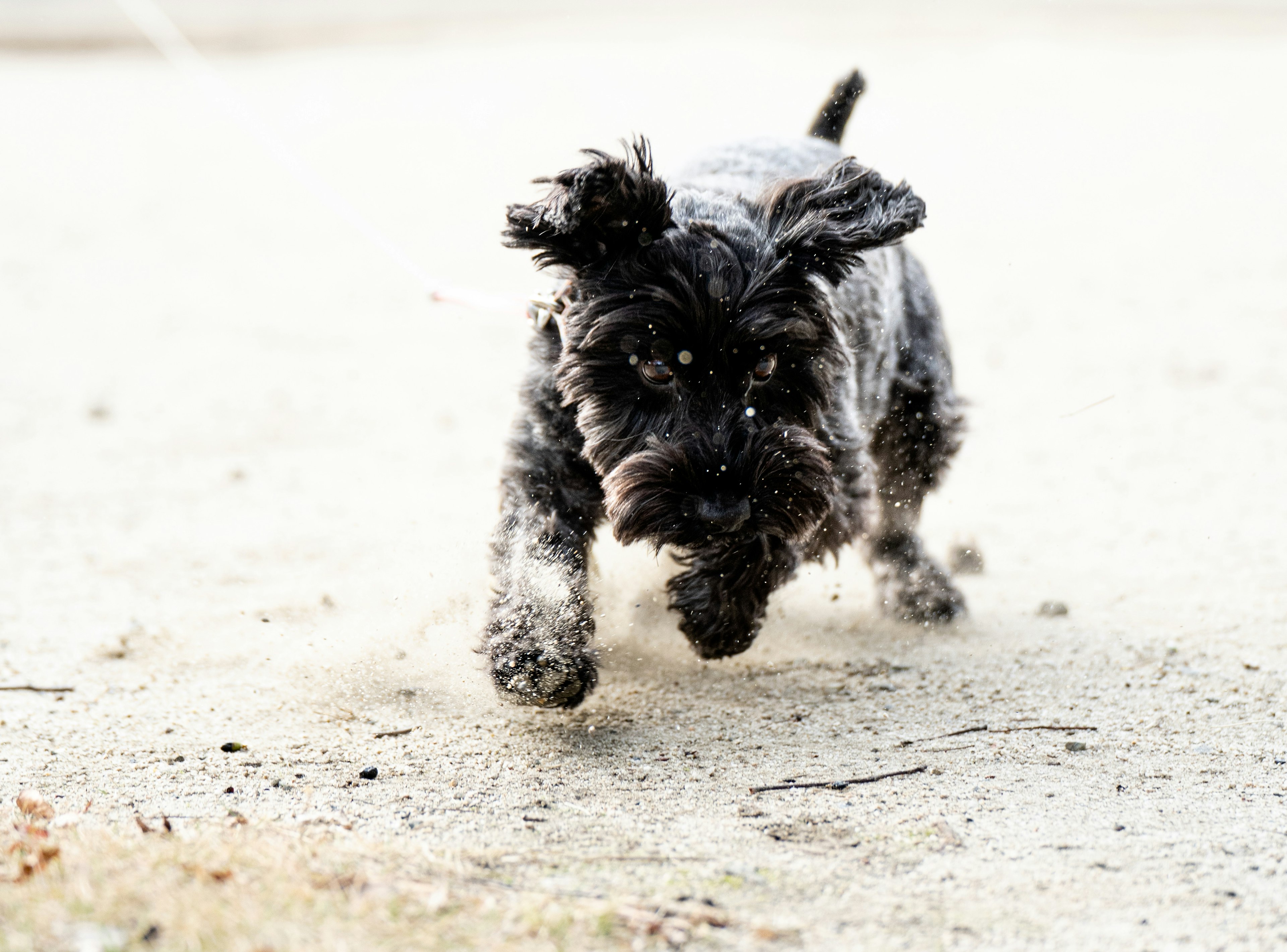 A running dog splashing water