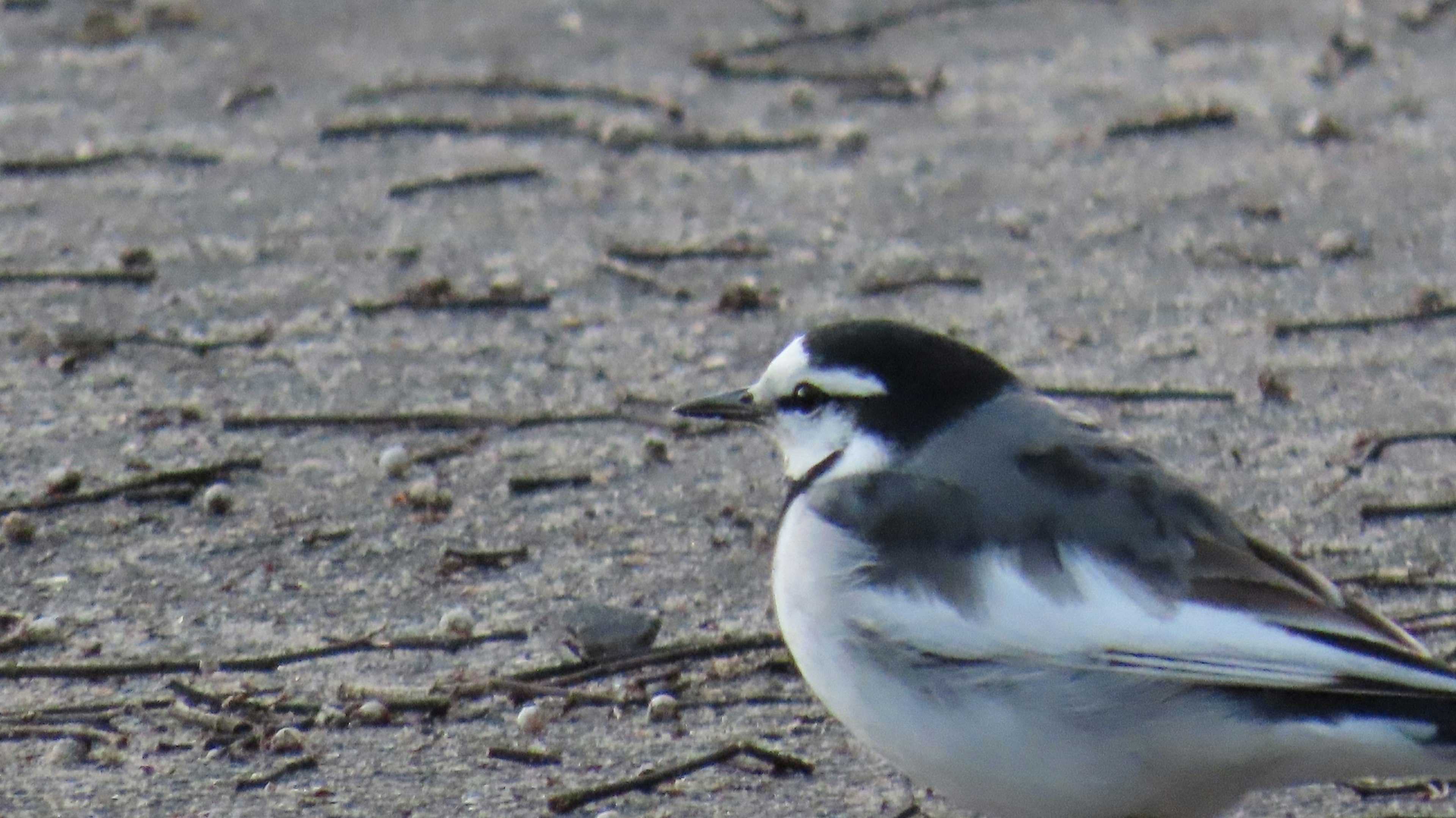 A black and white small bird standing on the ground