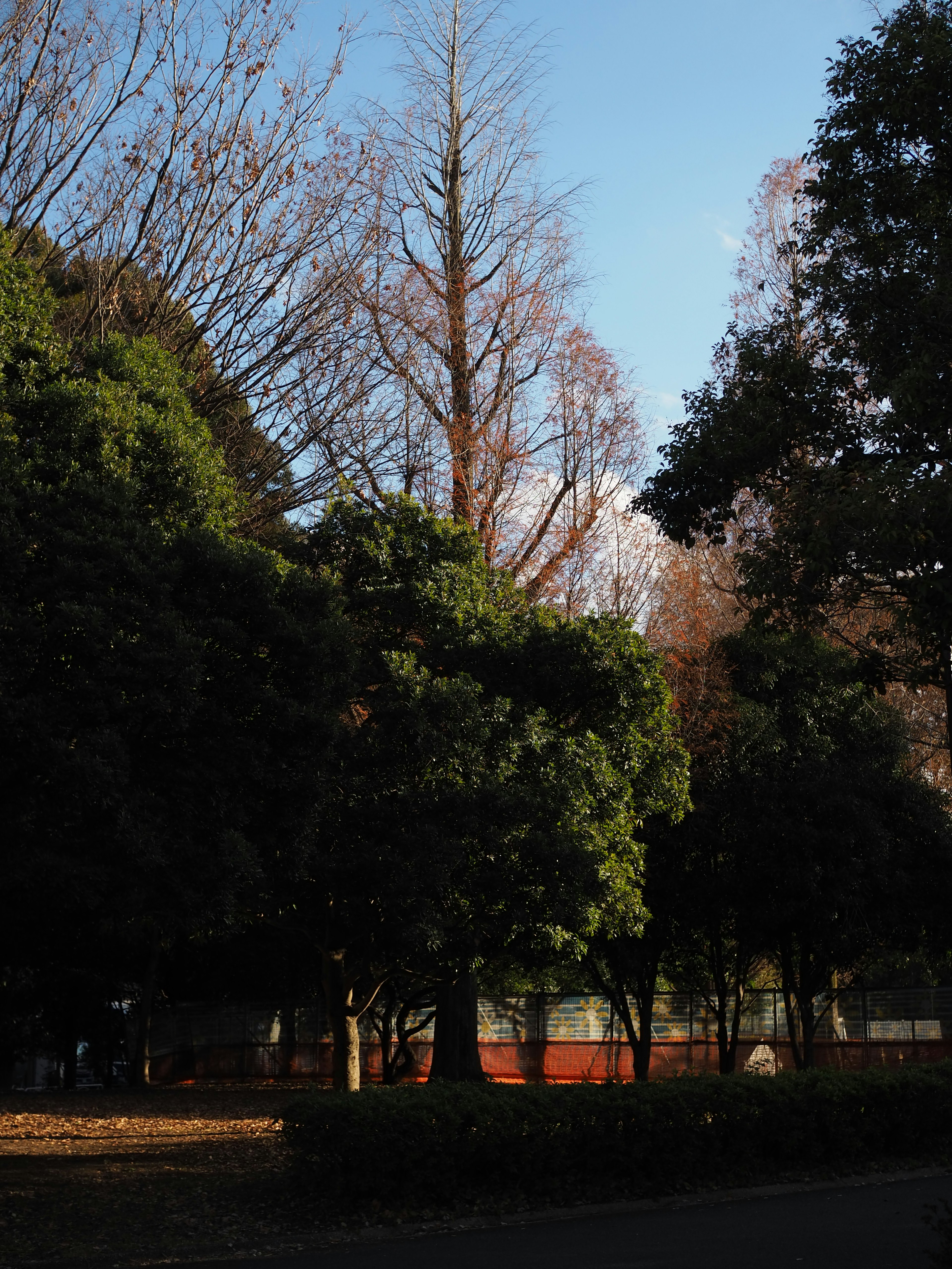 Park landscape with green trees and bare branches under blue sky