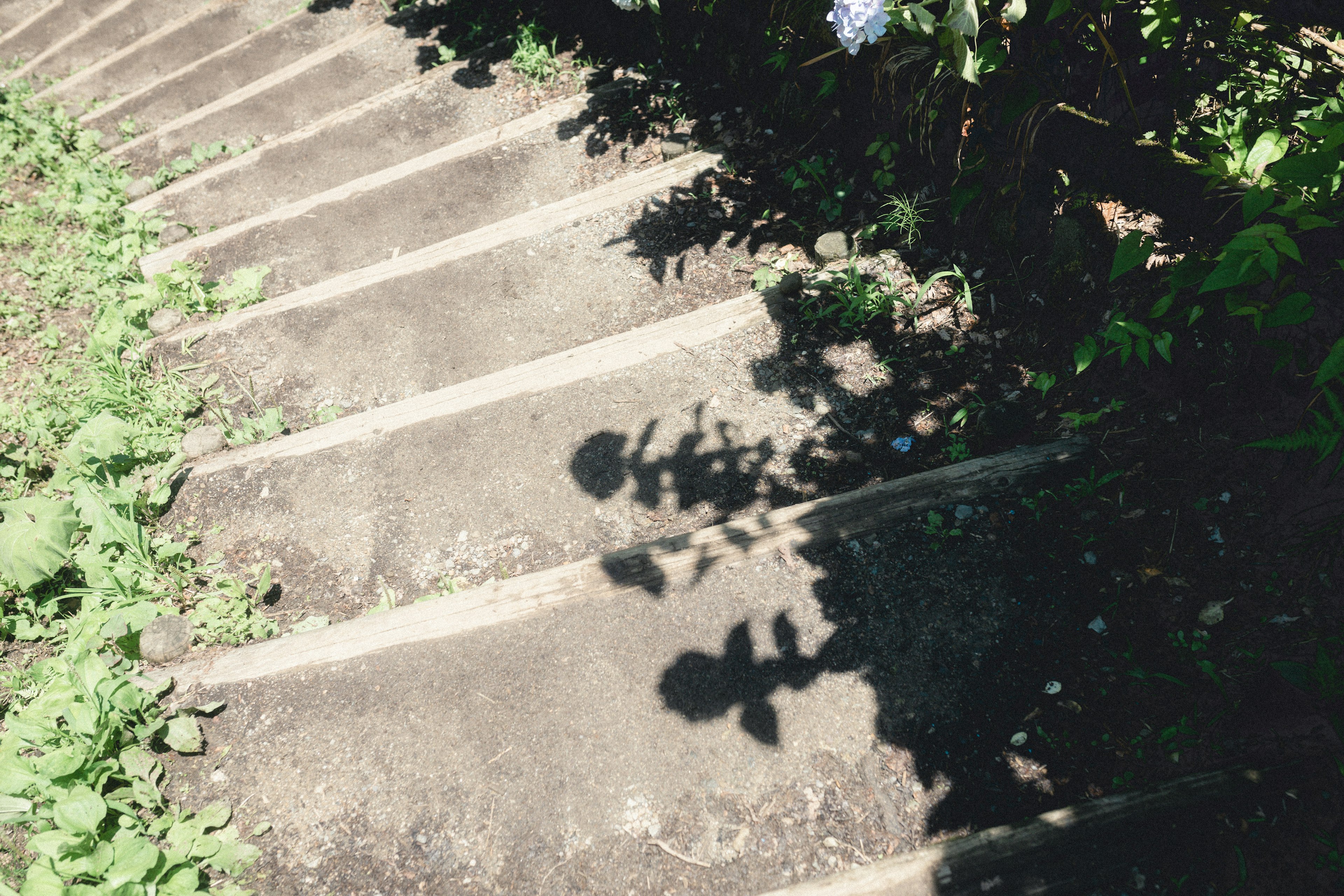 Escaleras con sombras y plantas verdes alrededor