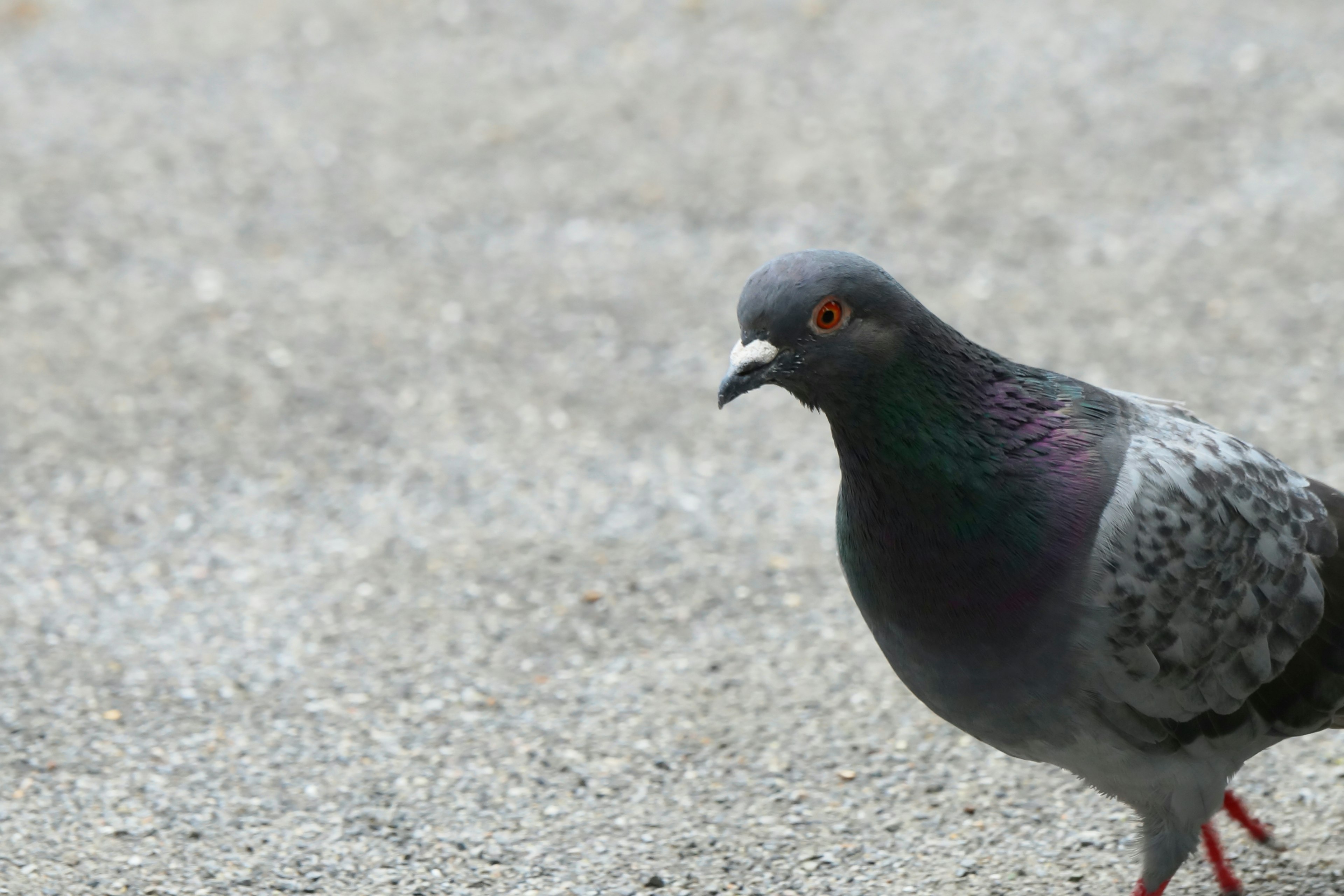 A gray pigeon walking on the ground