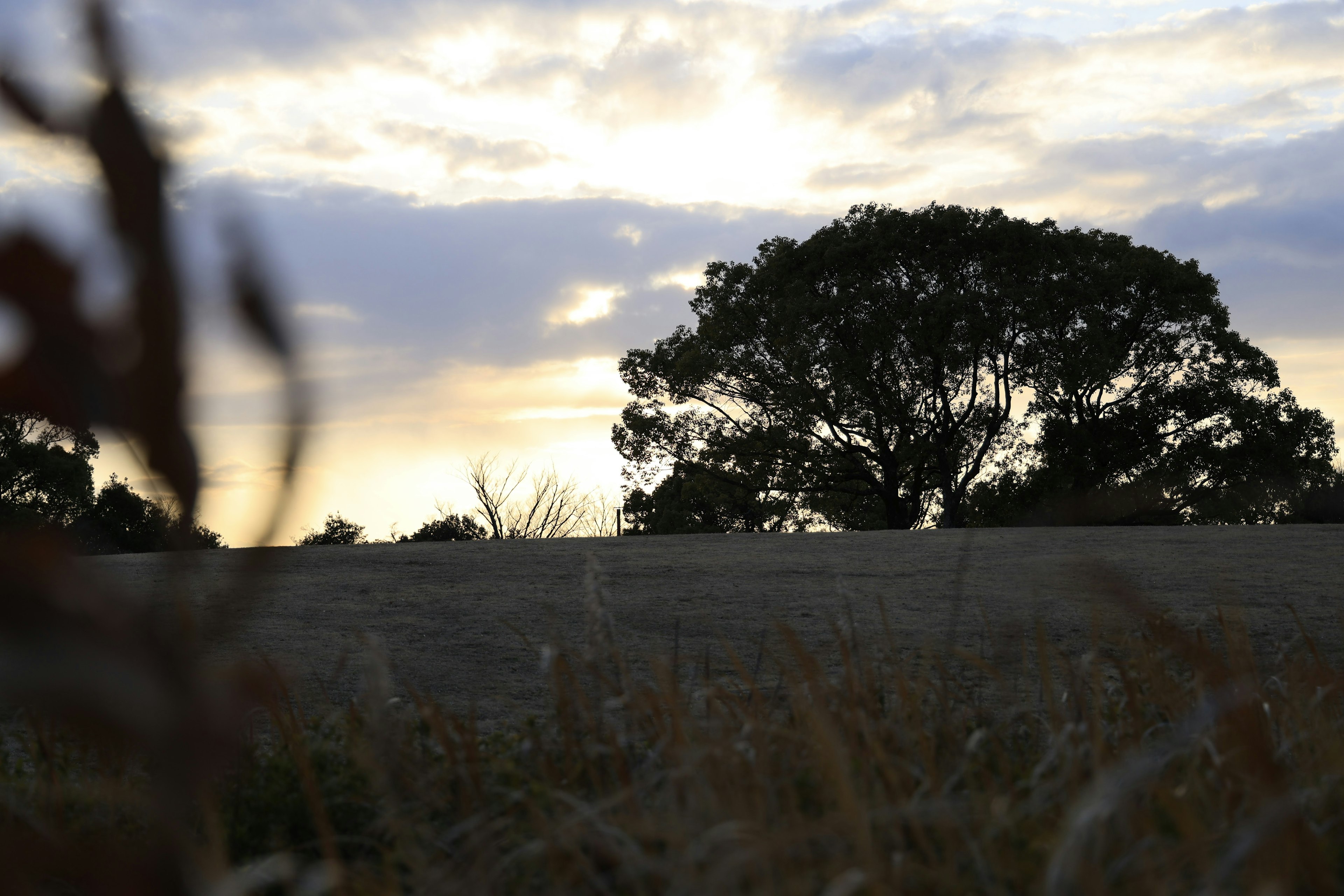 Silhouette of a large tree against a sunset sky with grass in the foreground