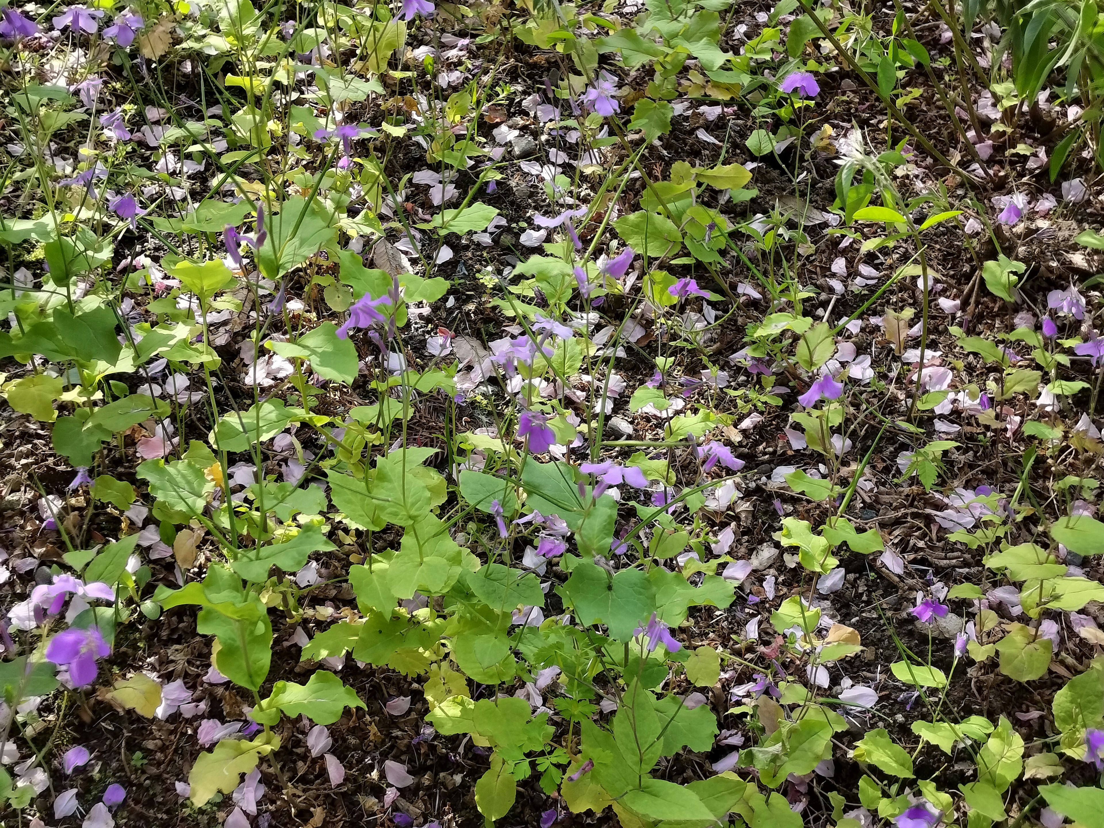 Un champ avec des feuilles vertes et des fleurs violettes entremêlées