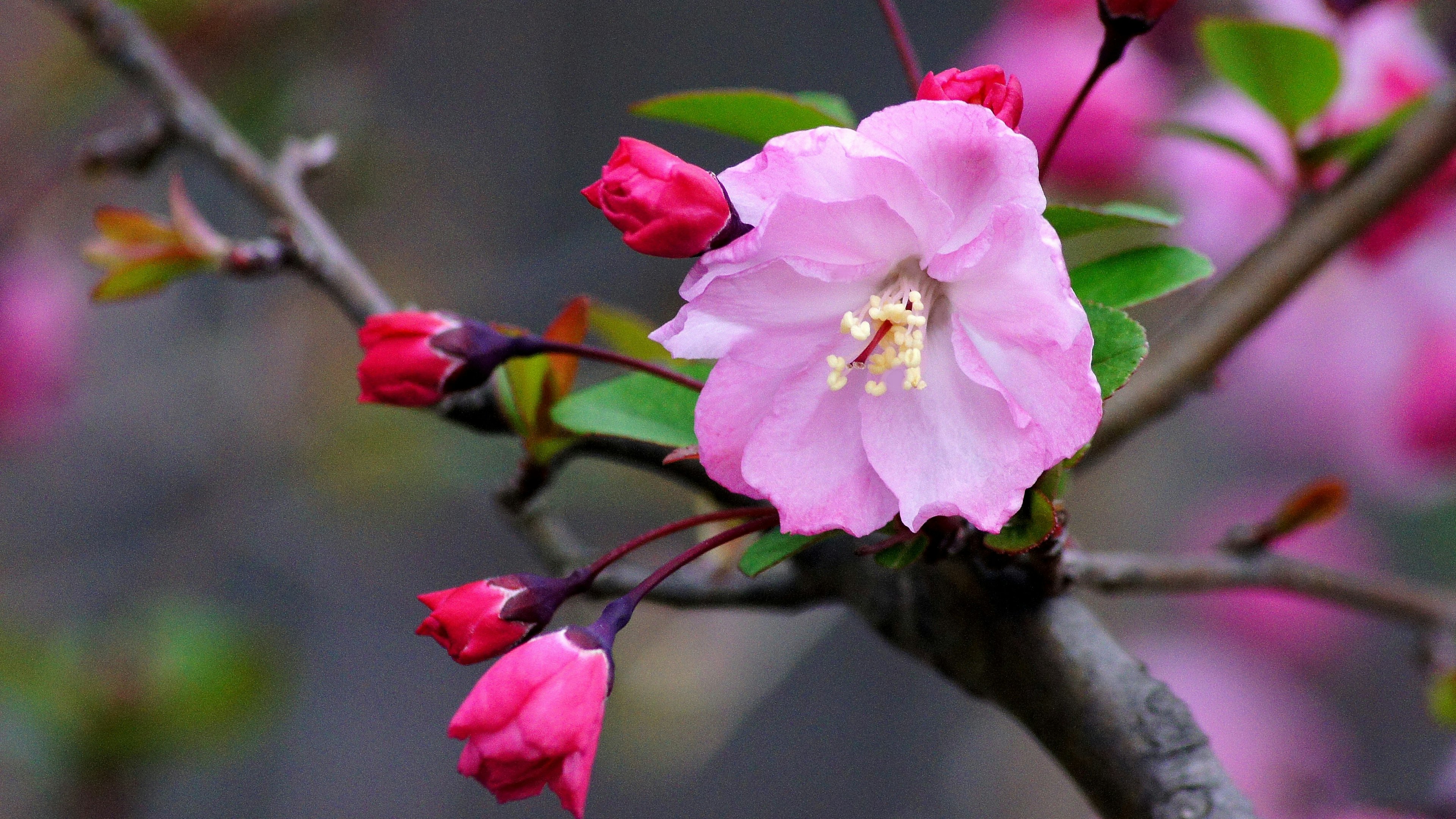 ピンクの花とつぼみのある枝のクローズアップ