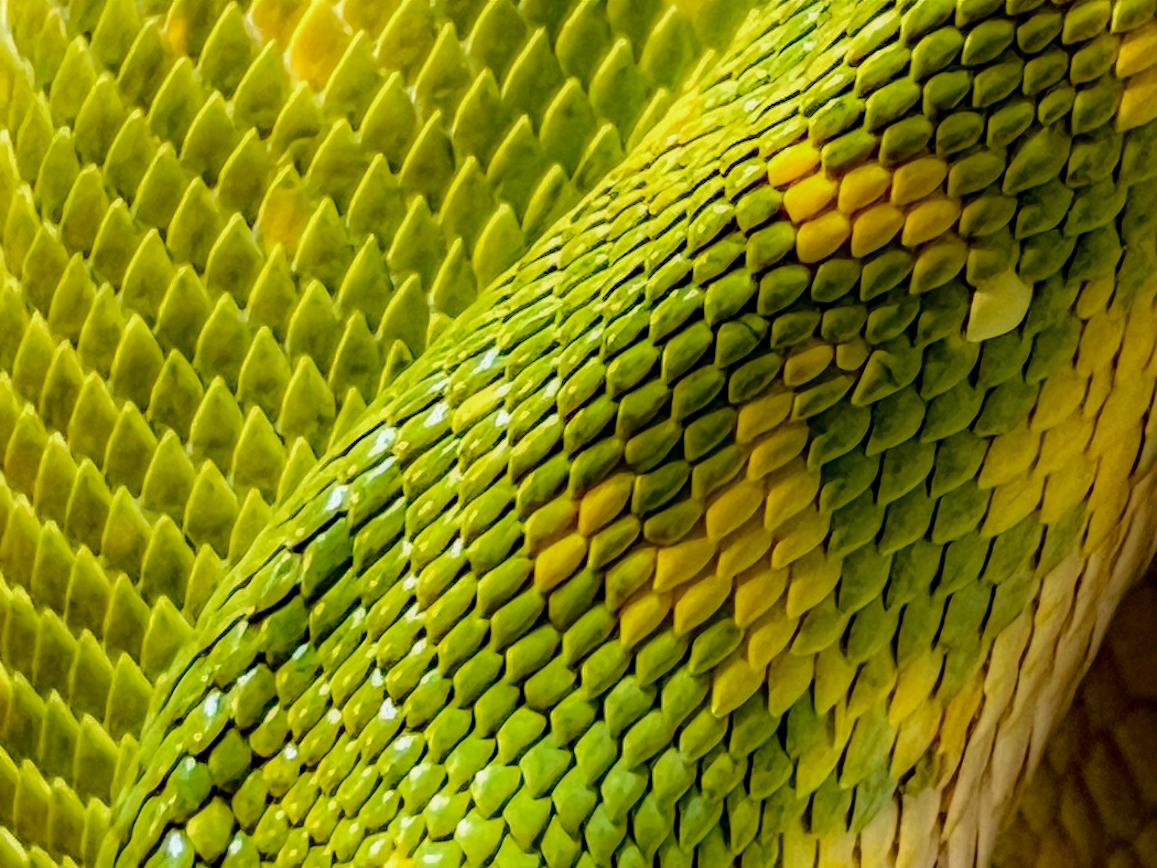 Close-up of vibrant green snake scales