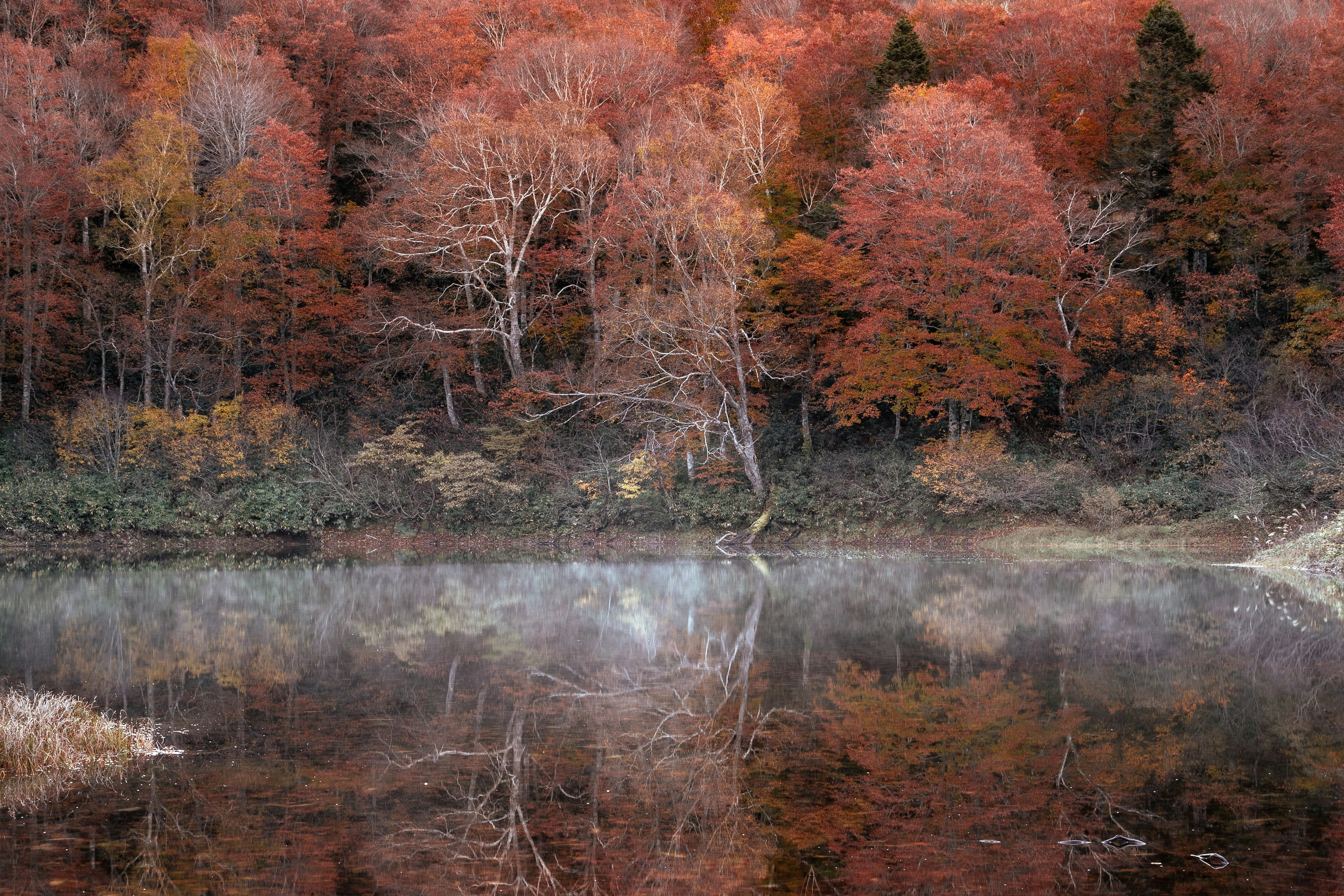 赤やオレンジの葉を持つ木々が湖に映る秋の風景