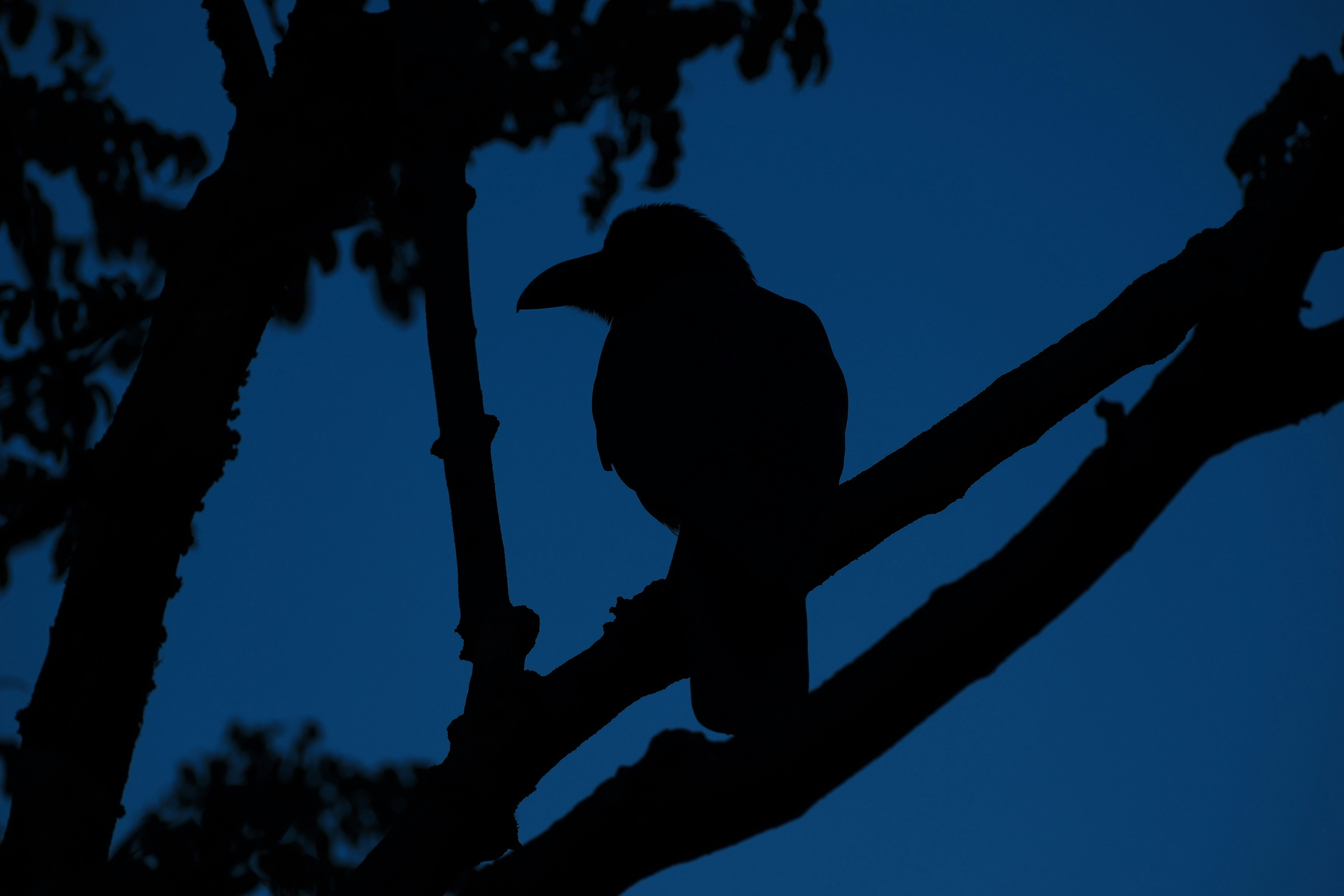 Ein silhouettierter Vogel sitzt auf einem Zweig vor einem dunklen blauen Hintergrund