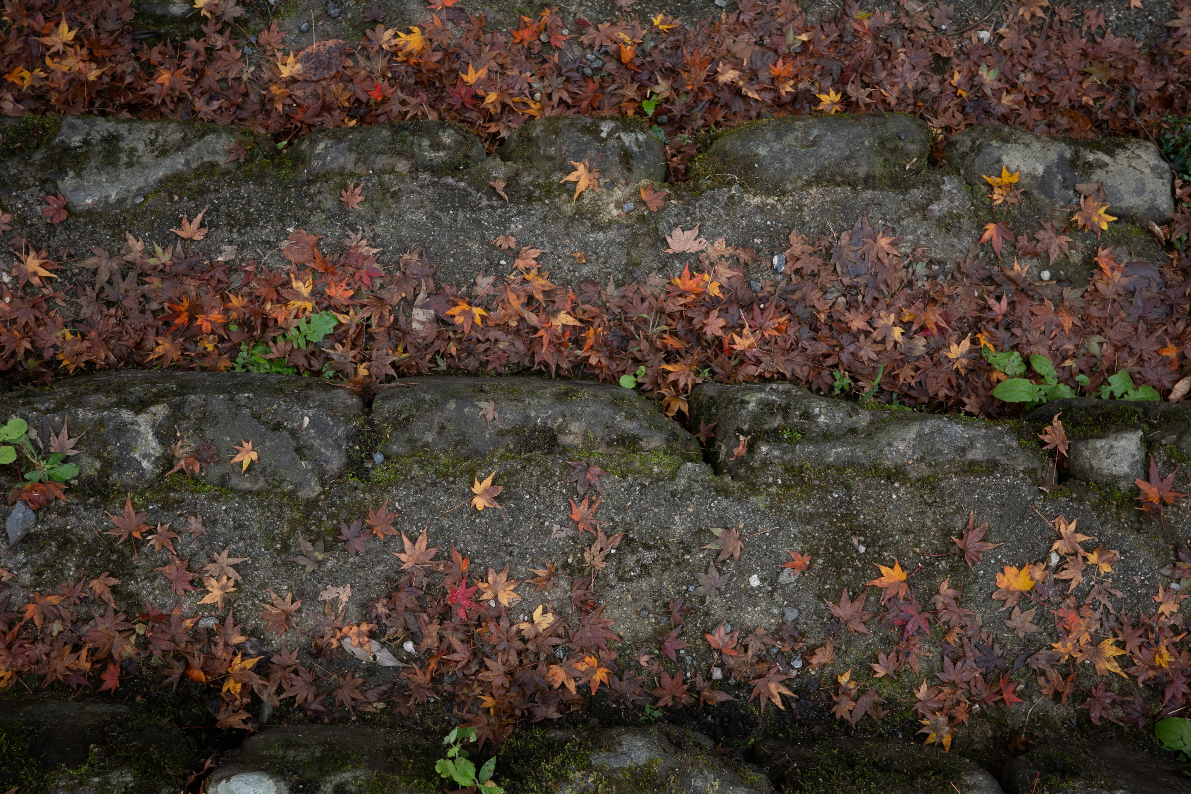 Stone steps covered with autumn leaves in various colors